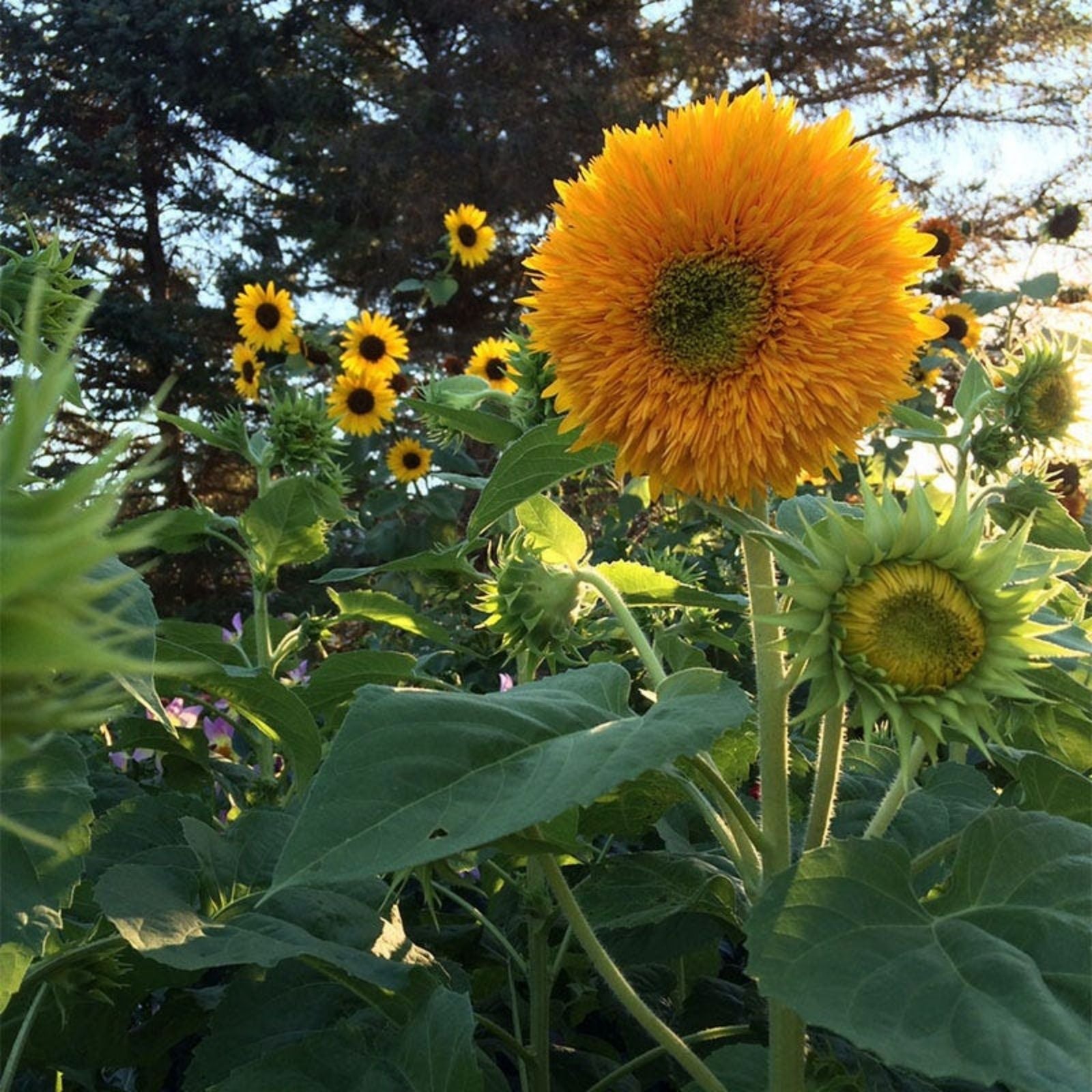 Organic Sunflower Seeds 50 Pack Helianthus annuus USA Grown Non-GMO Gardening Seeds Free Shipping