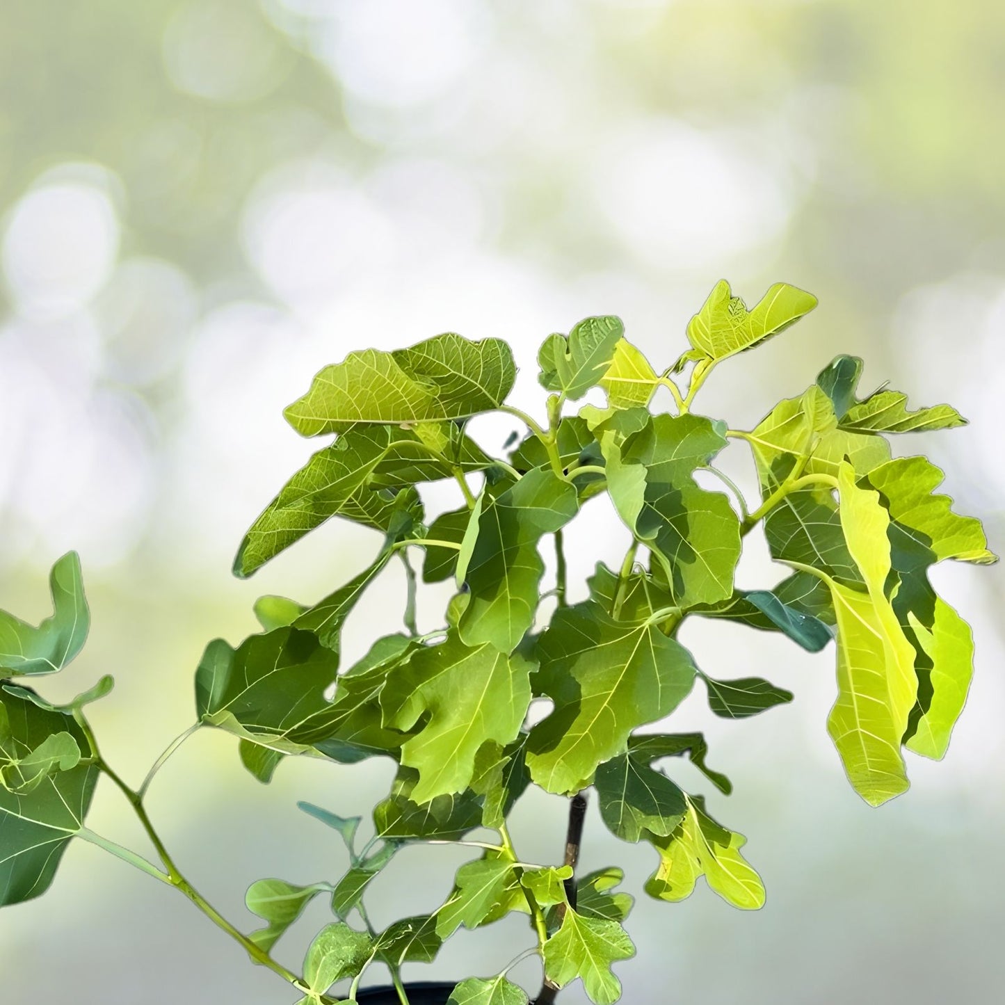 Fig Tree Cuttings – 2 Swiss Ficus carica 'Ponte Tresa' – Edible Fruit with Rich Flavor and Vibrant Color