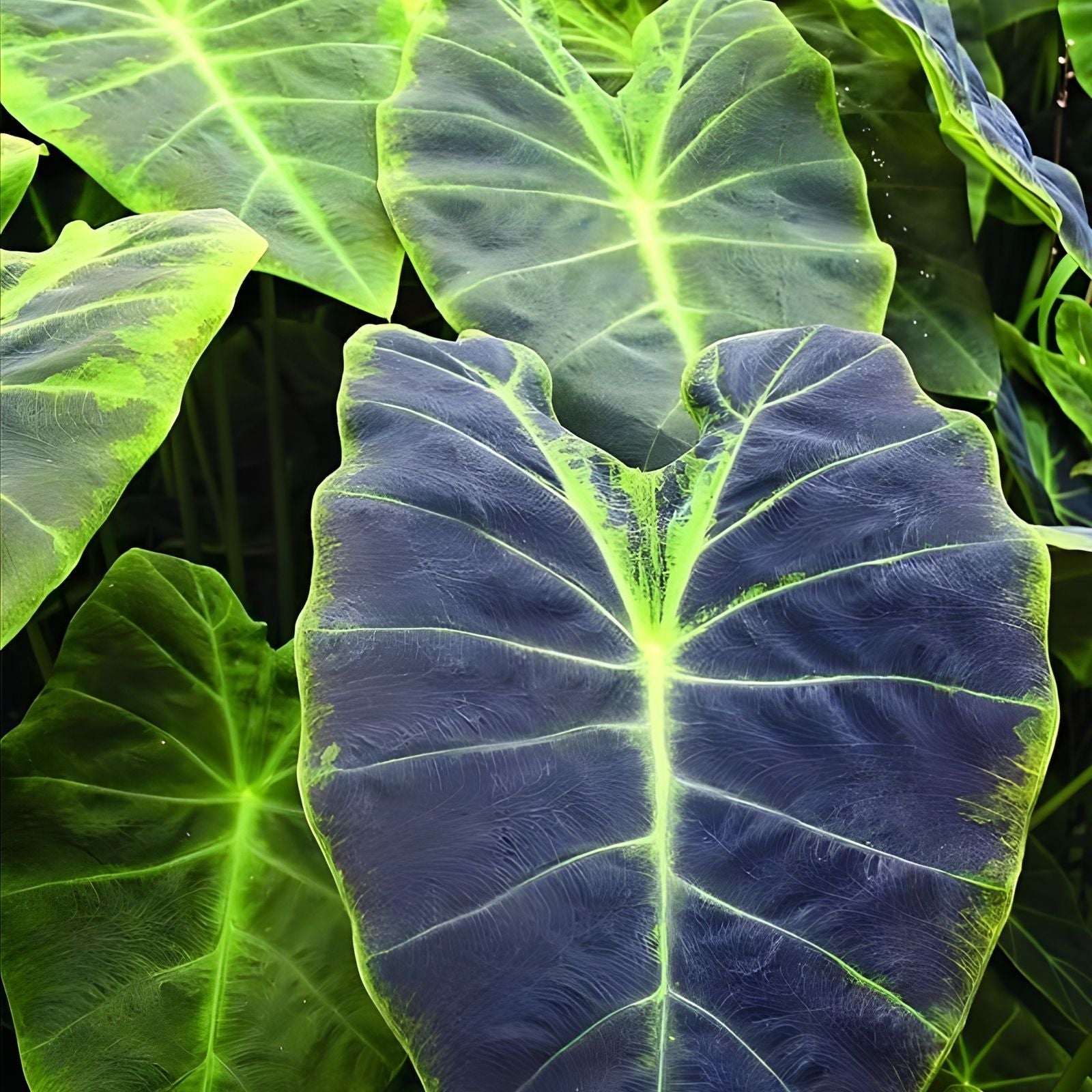 Colocasia Black Beauty Plant 7 Gallon Pot - Tropical Elephant Ear - Colocasia esculenta