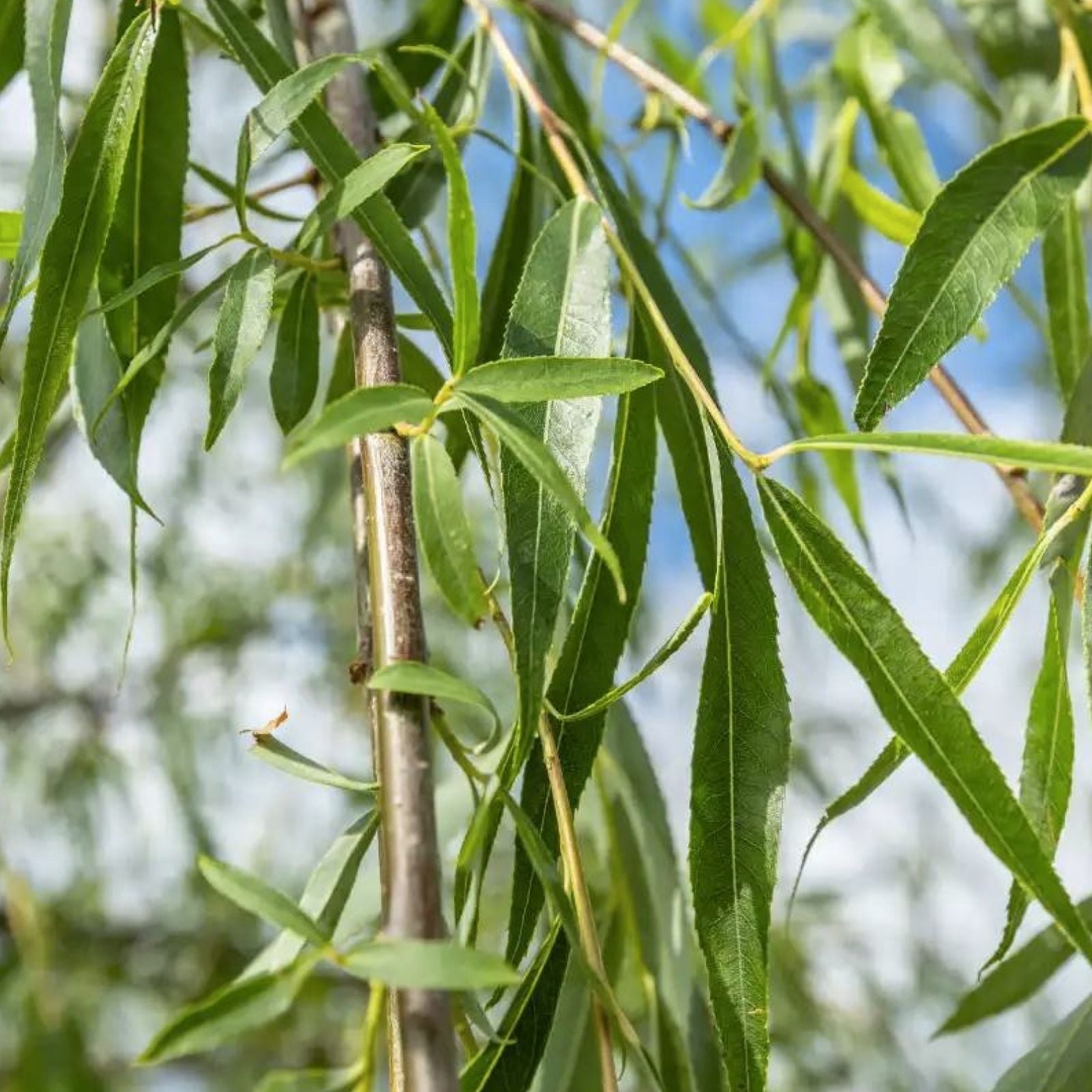 Weeping Willow Cuttings 20 Unrooted Salix babylonica Fast Growing Shade Tree Planting Material