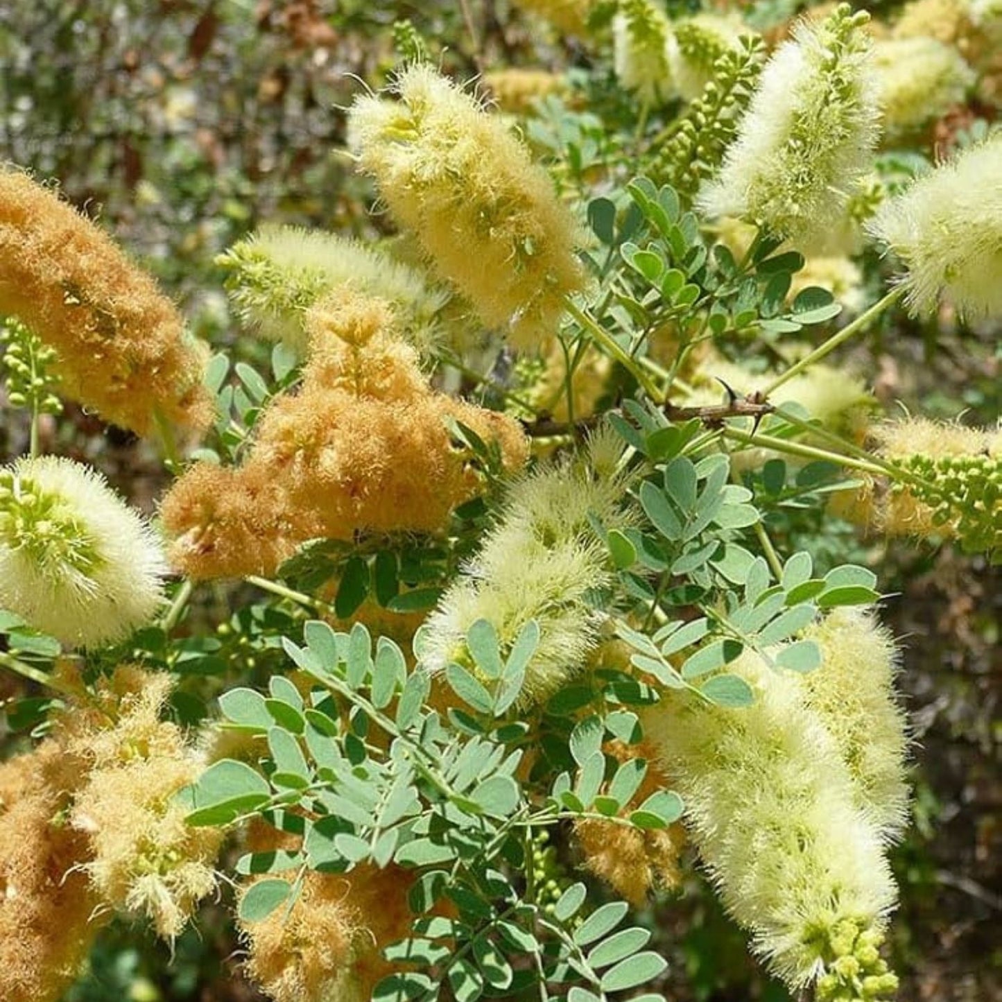Catclaw Acacia Seeds – 10+ Seeds, Drought-Tolerant Tree, Xeriscaping, Senegalia greggii, Acacia greggii