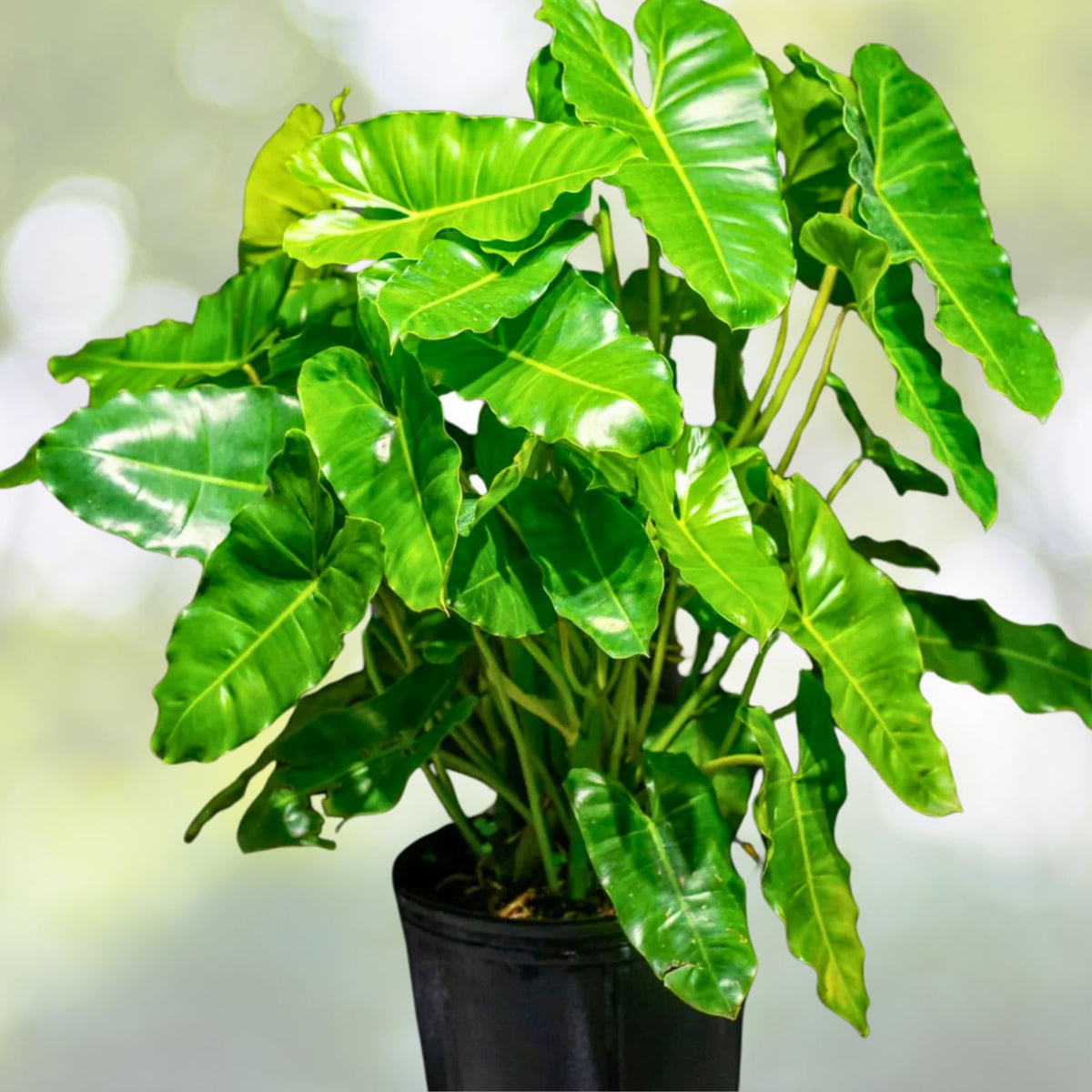 Philodendron Plant 3 Gallon Pot Golden Goddess | Philodendron bipinnatifidum | Healthy Tropical Houseplant