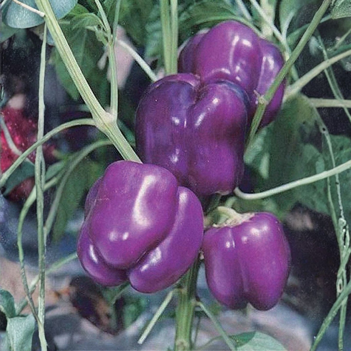 Sweet Purple Beauty Pepper Seeds 500 Count – Capsicum annuum, Mild Flavor, Compact Plants, Colorful Garden Feature