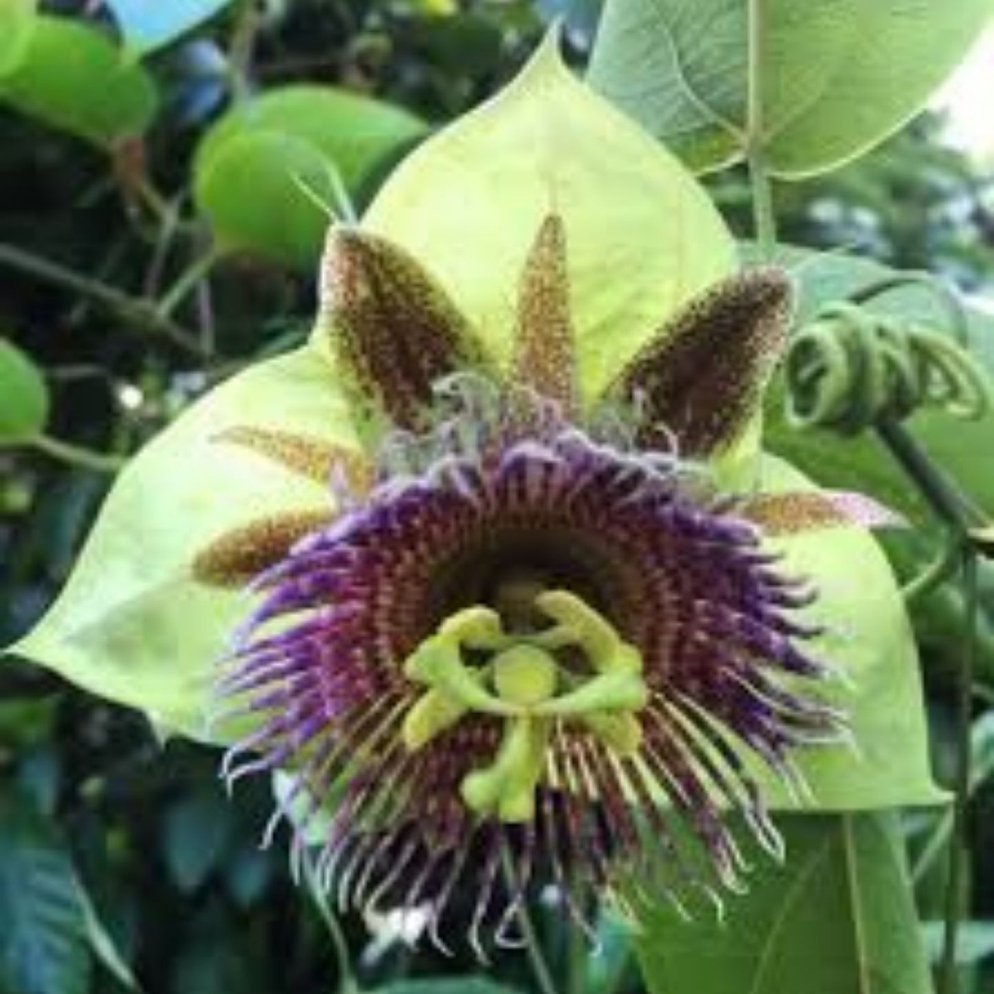 Sweet Calabash Seeds 30 Pack - Passiflora maliformis Tropical Fruit Seeds for Planting