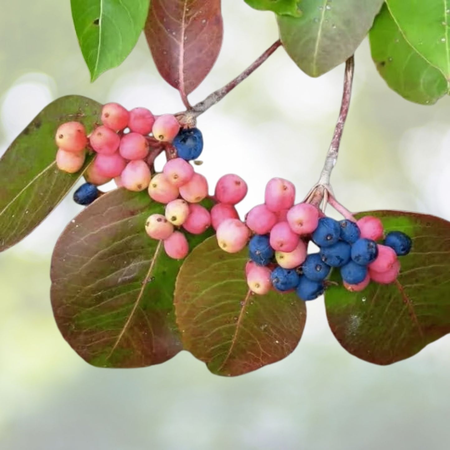 Wild Raisin Organic Tea Seeds - Viburnum cassinoides - 20 Seeds for Herbal Tea