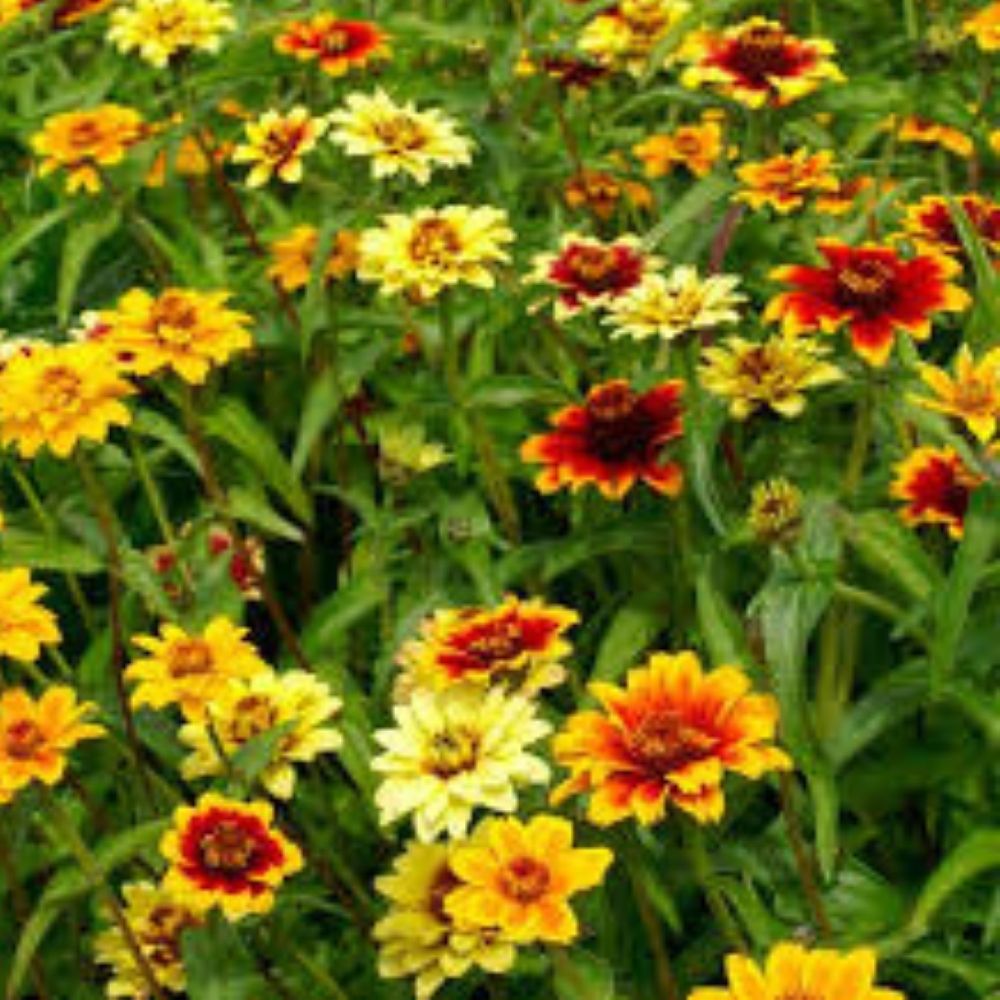 Persian Carpet Zinnia Mix Seeds 200 Count Organic Colorful Annual Flowers Zinnia elegans USA Grown