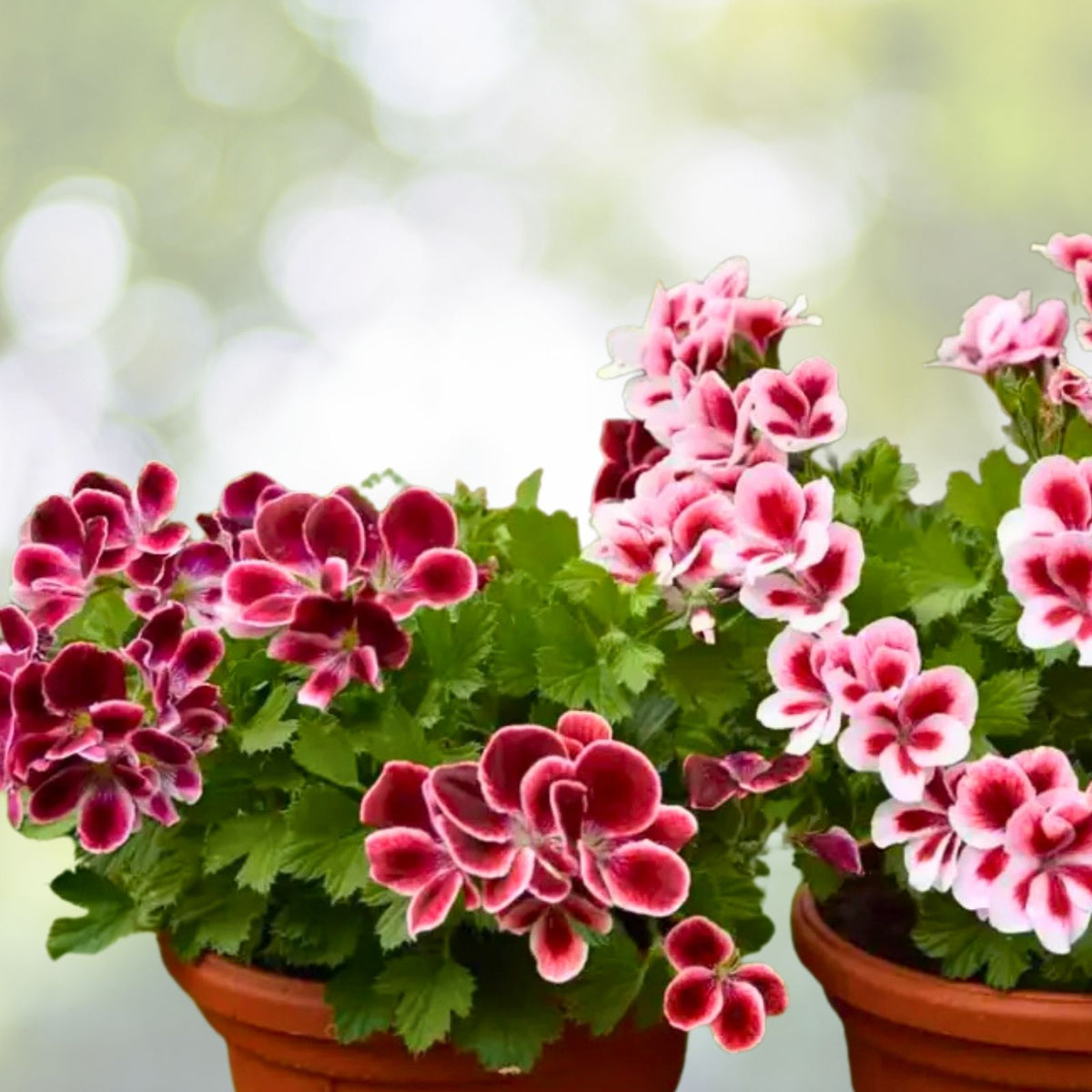 Geranium Seeds Packet 100 Non-GMO Fragrant Pelargonium Fresh Harvest Flower Garden Seeds