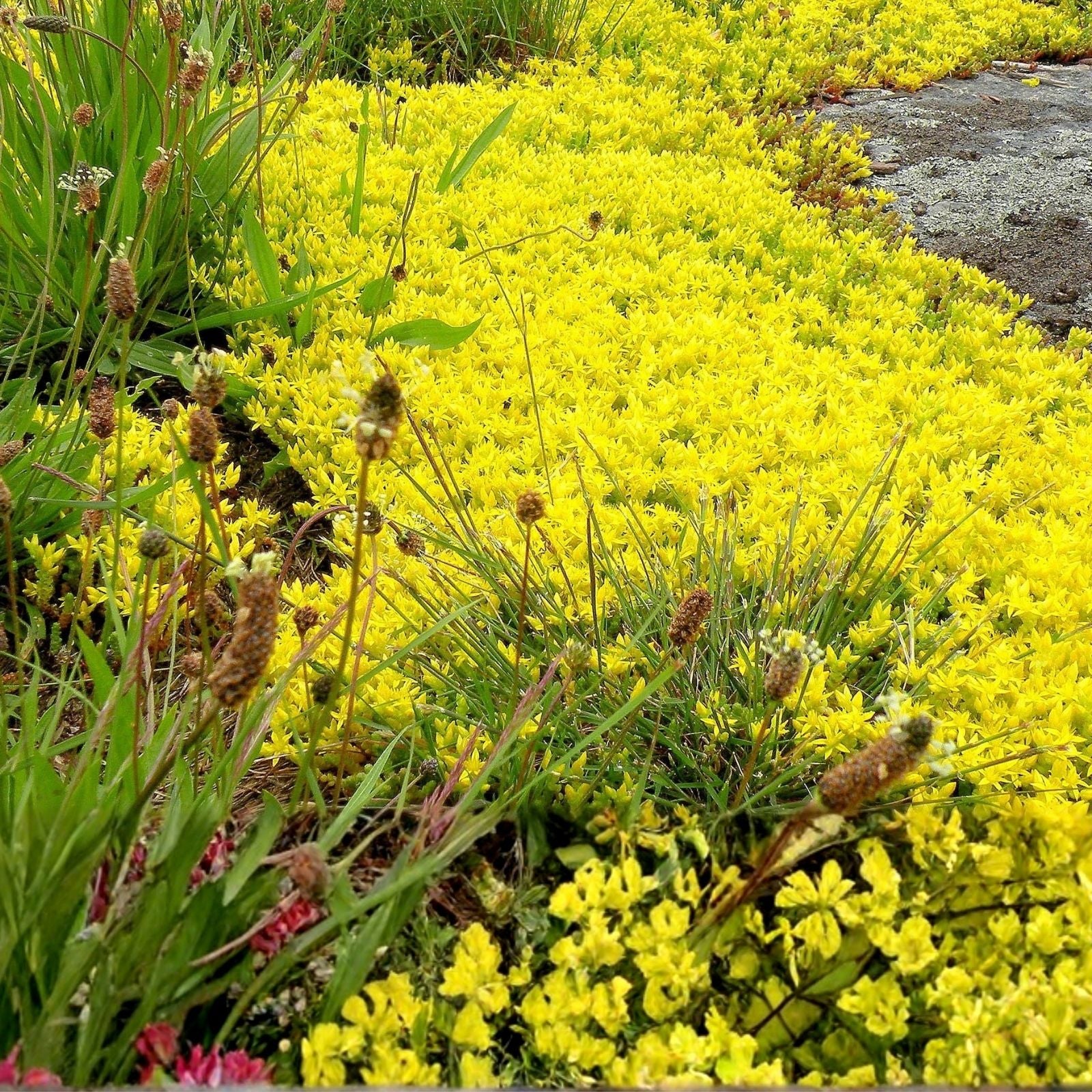 Sedum Oktoberfest Seeds - 200 Seeds - Drought-Tolerant Ground Cover with Autumn Colors - Sedum Acre Planting Seeds