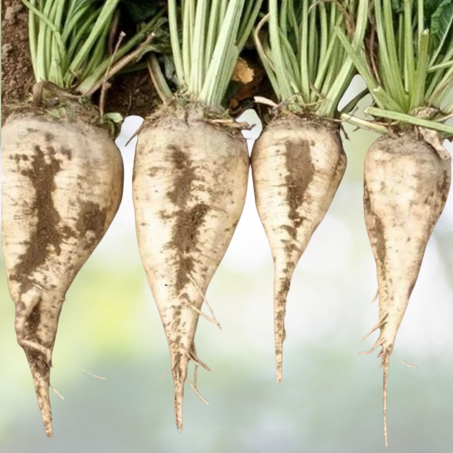 Heirloom Sugar Beet Seeds 500+ | Non-GMO Variety | Sweet Sugar Source | Deer Magnet | Beta vulgaris