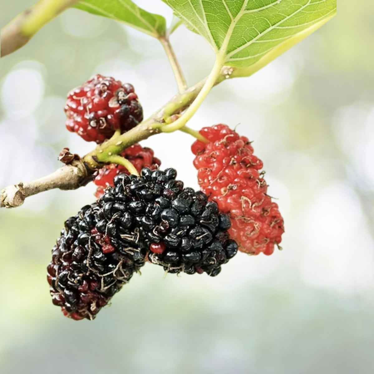 Red Mulberry Fruit Tree Seedling 1' Morus Rubra Bare Root USA - Edible Fruit Plant for Home Gardens and Landscaping