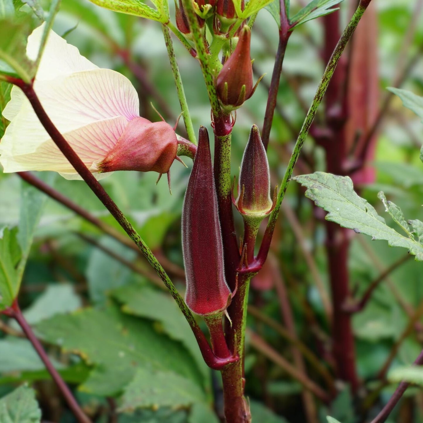 Okra Seeds 100 Non-GMO Red Burgundy Heirloom Abelmoschus esculentus for Garden Planting