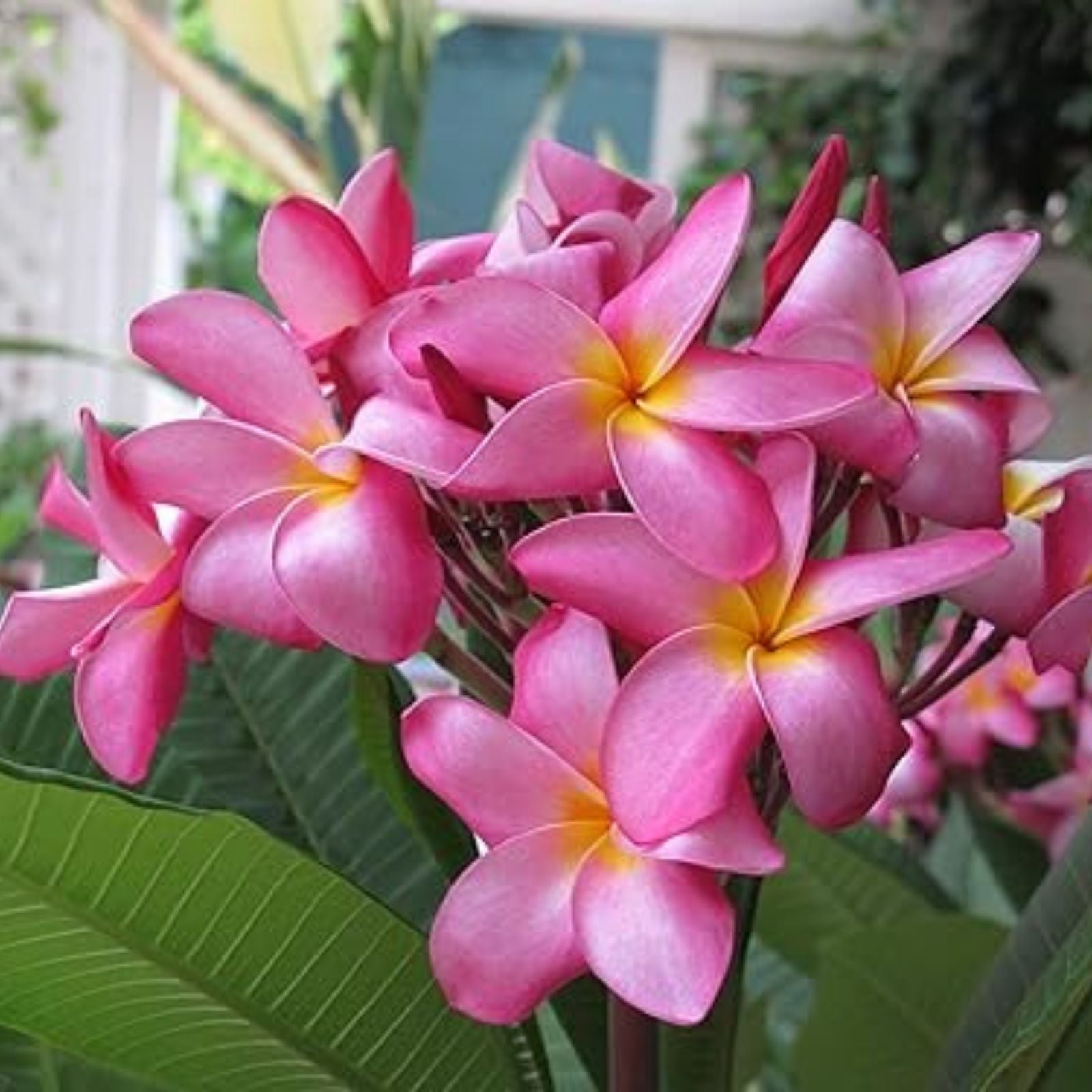 Pink Plumeria Cutting - 10in Fresh Starter, Frangipani, Single Head, Garden or Potting, Tropical Plant, Pink Flower, Frangipani Scientific Name