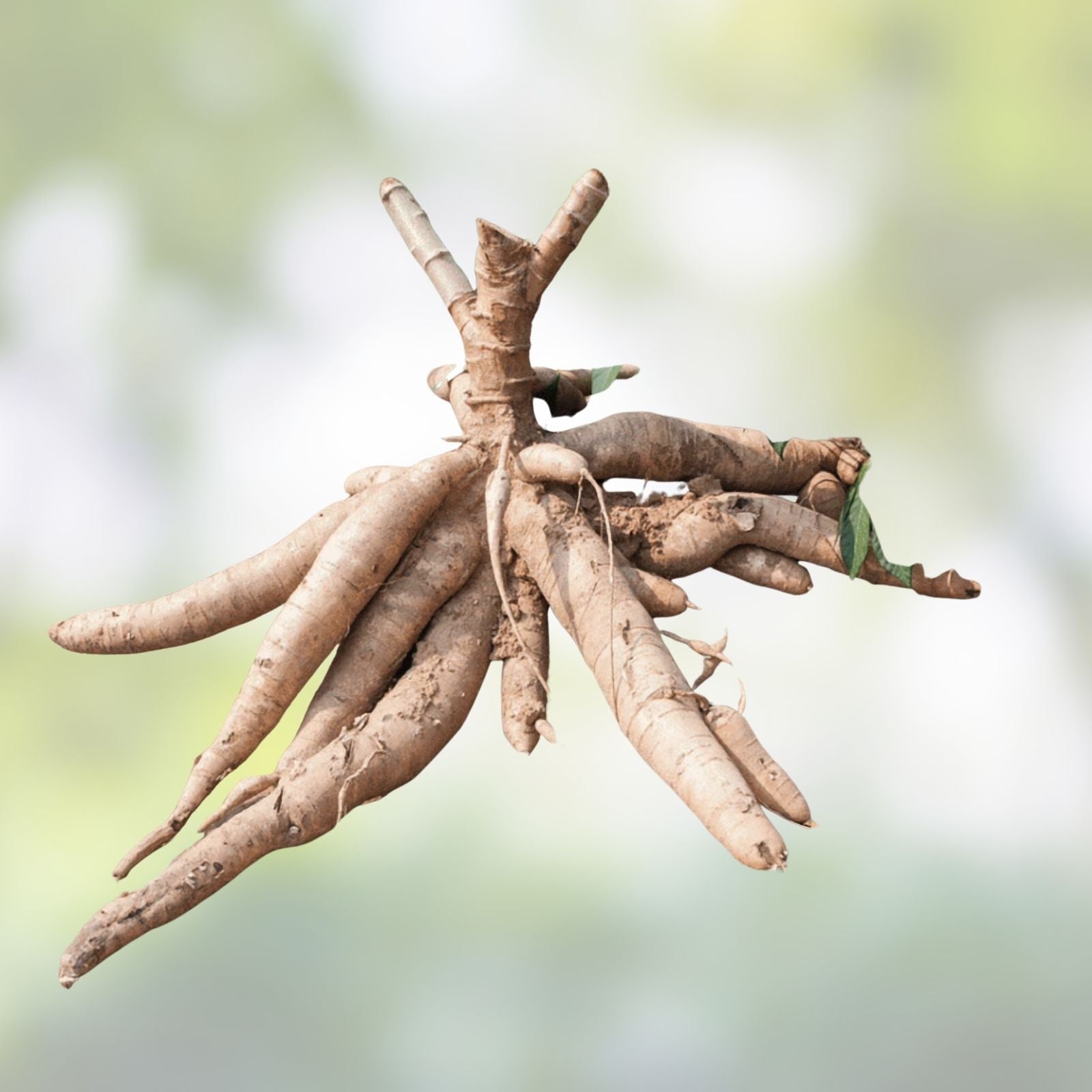 Cassava Cuttings 4 Pack Sweet Jamaica Red Organic Manihot Esculenta Root Vegetables for Planting