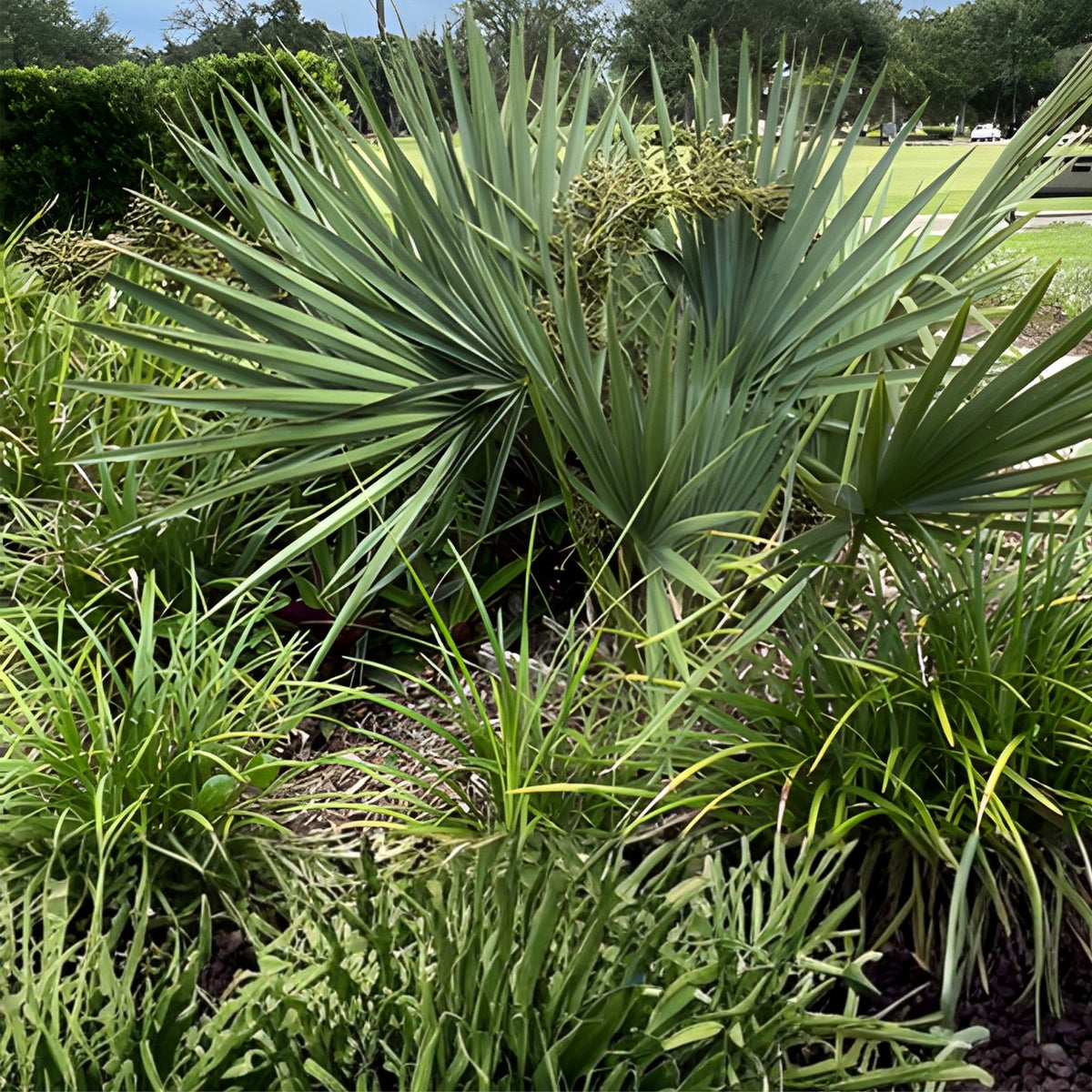 Dwarf Palmetto Palms Live Plants 10-Pack | Sabal Minor Young Trees for Gardens & Patios | Hardy Landscape Plants