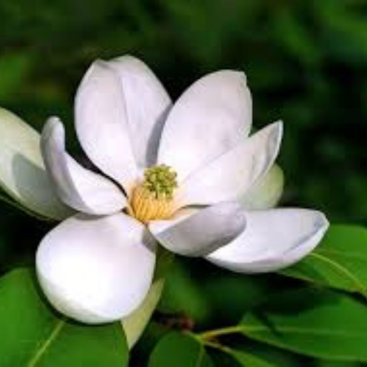 Sweetbay Magnolia Tree Seeds 30 Count, Northern Variety, Magnolia virginiana, Ornamental Tree Seeds for Gardening