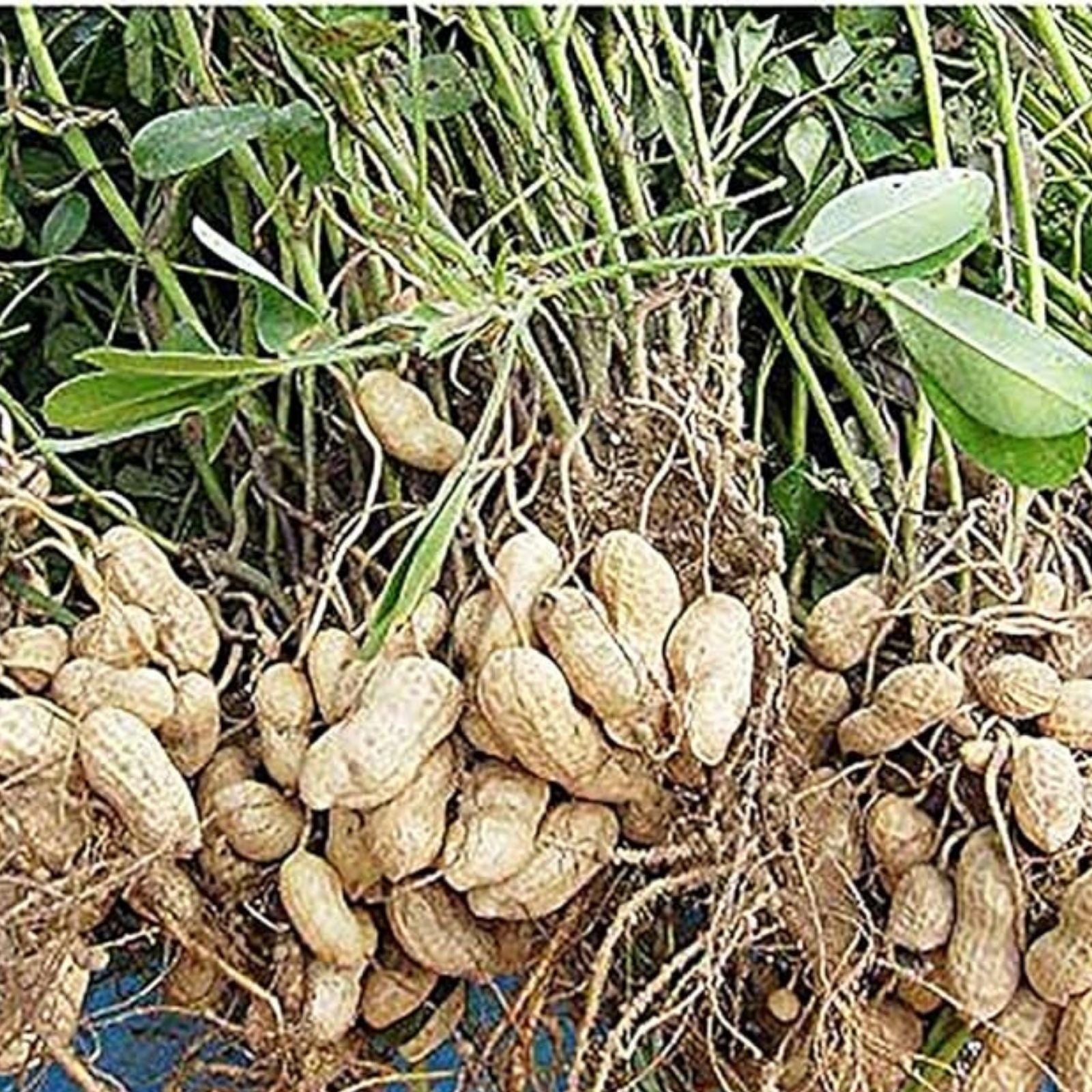 Peanut Seeds in Shell – 20 Count for Planting – Grow Your Own Peanuts – Arachis hypogaea