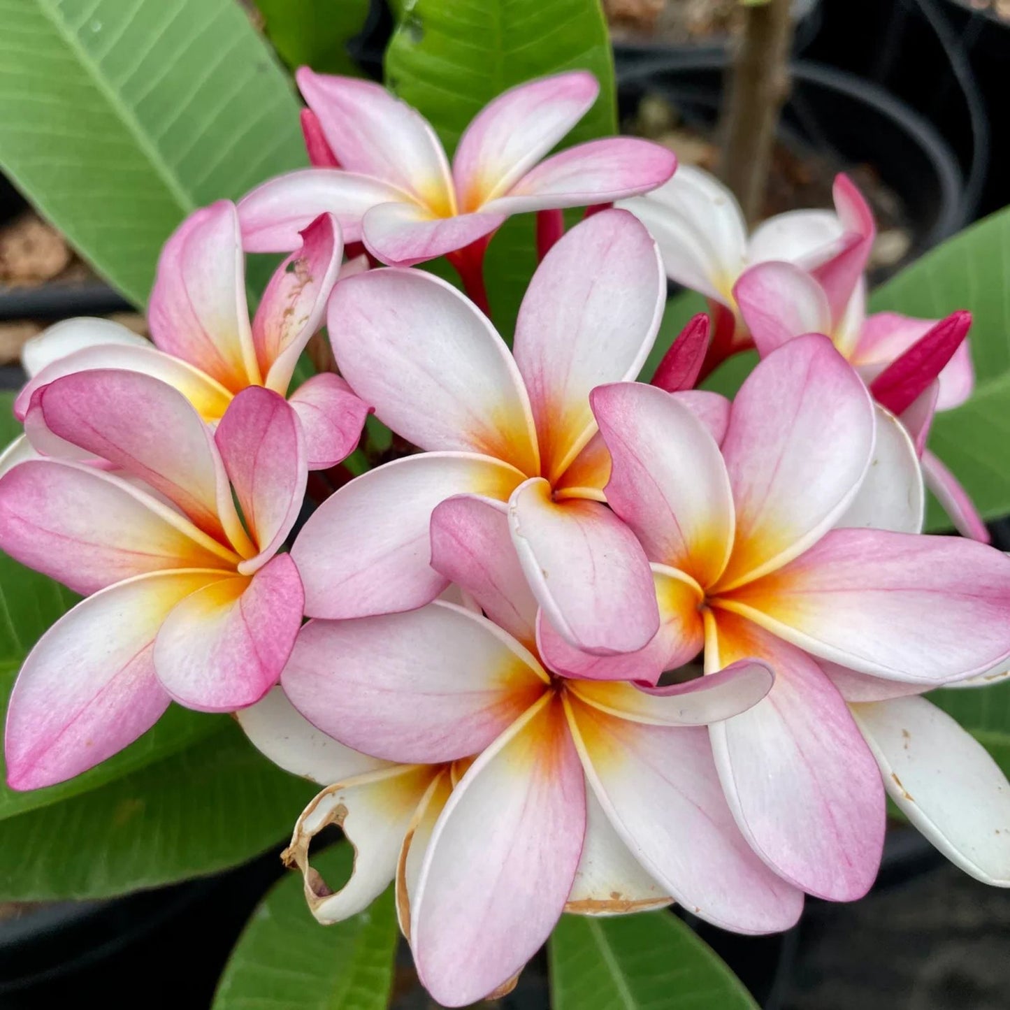 Light Pink Plumeria Rooted Cutting, Semi Dwarf, 16+ Inches, Plumeria rubra, Frangipani Flower Plant