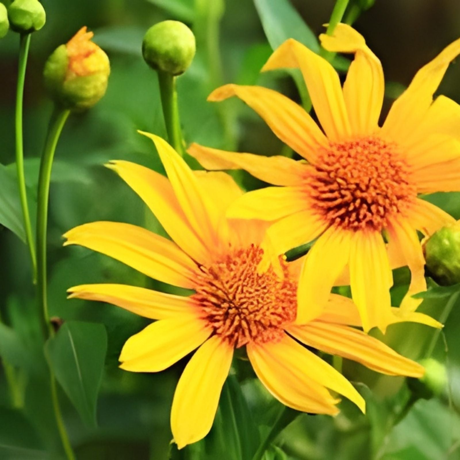 Mexican Sunflower Cuttings 10 Organic Tithonia diversifolia for Green Fertilizer | Live Plant Clippings