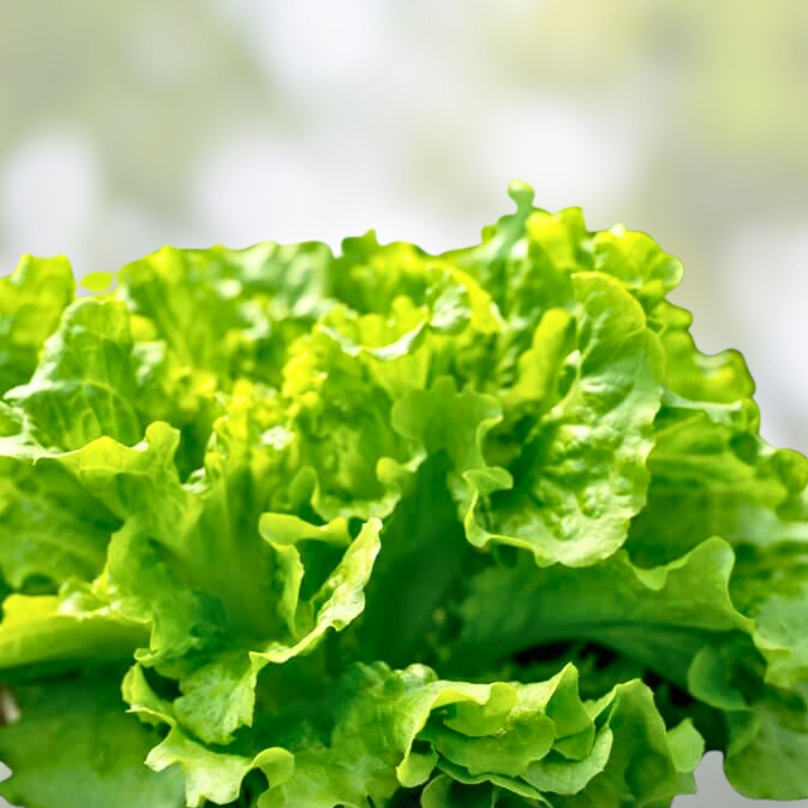 Lettuce Seeds 500 Count Leaf Lettuce Simpson BS Heirloom Non-GMO Organic Gardening