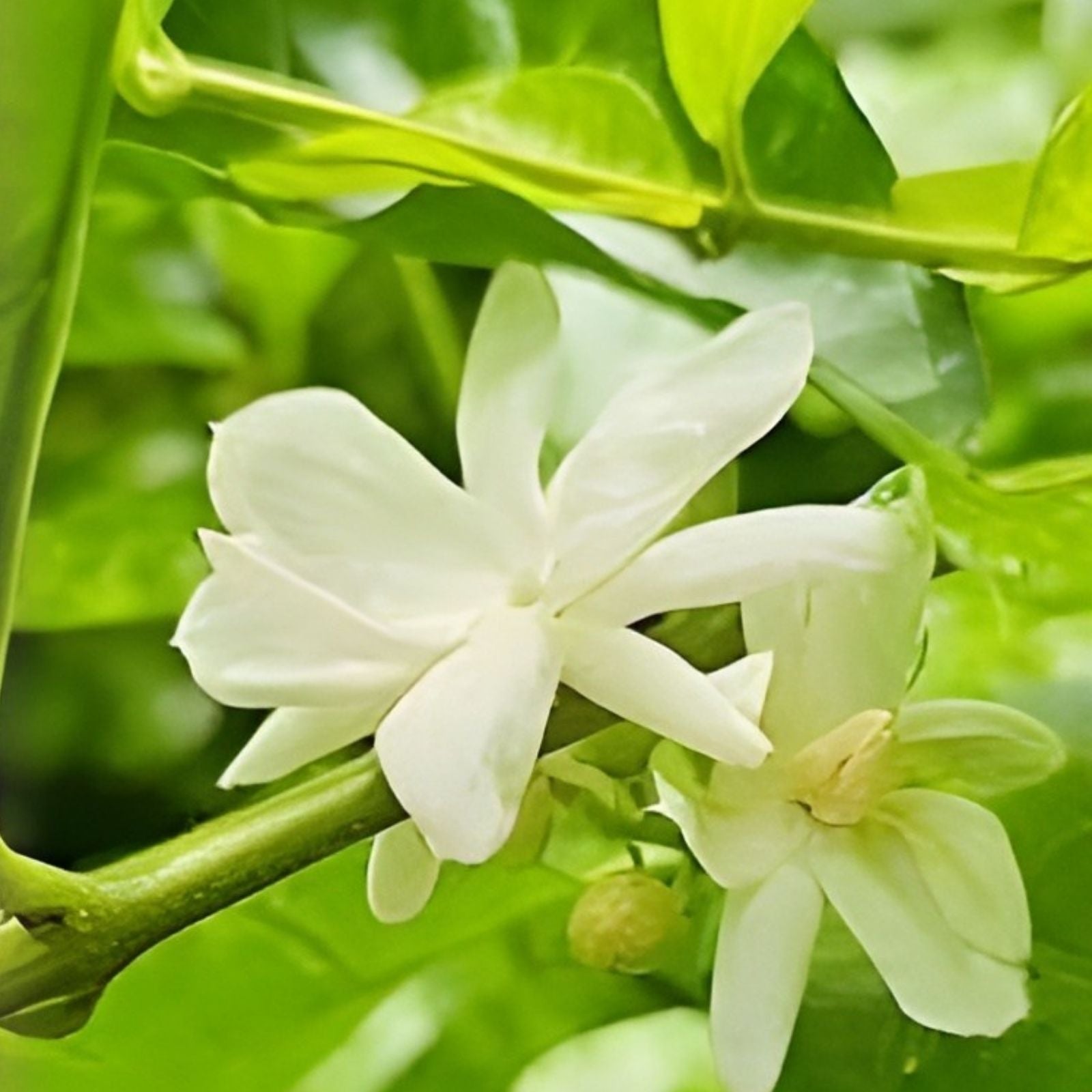 Jasmine Plant Seeds - 25 Indoor/Outdoor Herbal Seeds with Tiny White Flowers - Jasminum Species