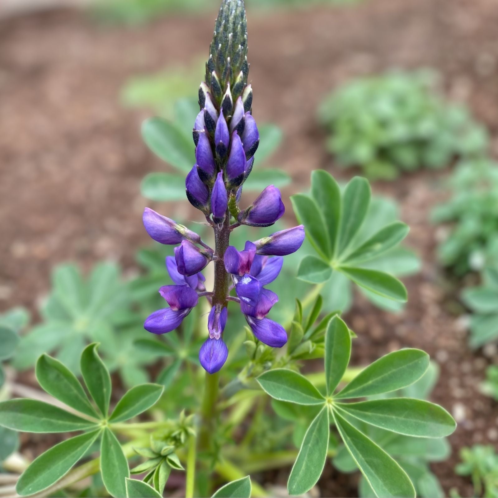 Arroyo Lupine Seeds 25+ | Purple Flowers | Lupinus succulentus | Wildflower Seeds for Garden & Landscaping