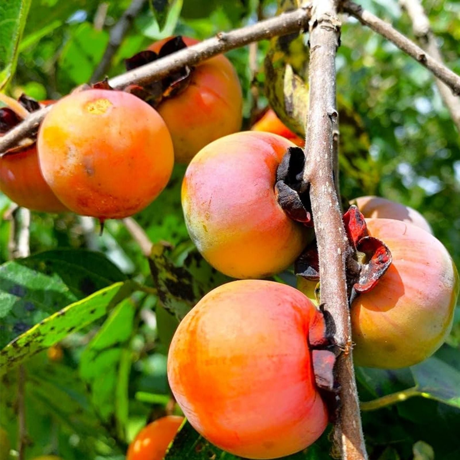 Persimmon Tree Seeds 10 Pack – American Grown Outdoor Plant Diospyros virginiana Fruit Tree