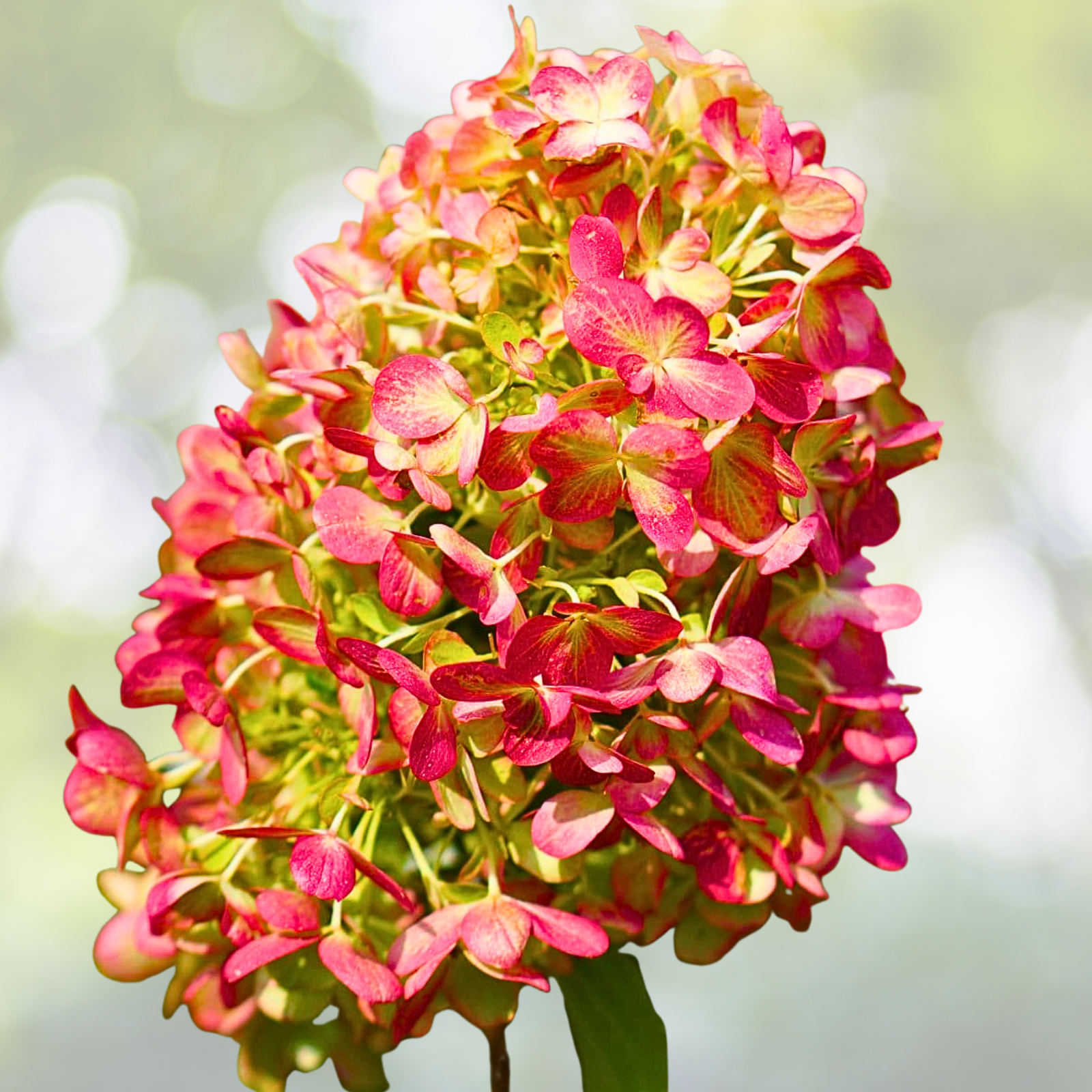 Hydrangea Plant Starter - 7-10 Inch - 'Grafitti' Variegated Flowering Shrub - Hydrangea paniculata