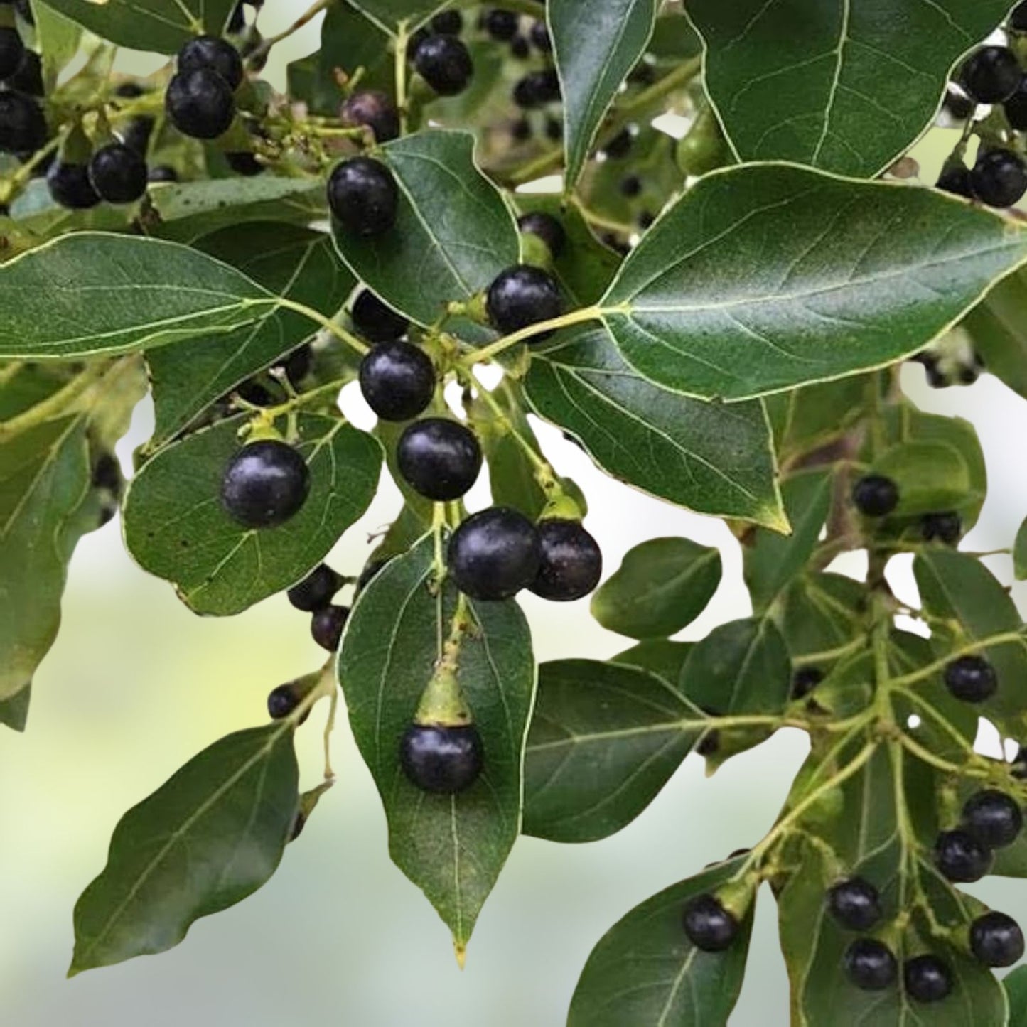 Small Live Camphor Tree Plant 6-8" Evergreen Garden Protection Cinnamomum camphora