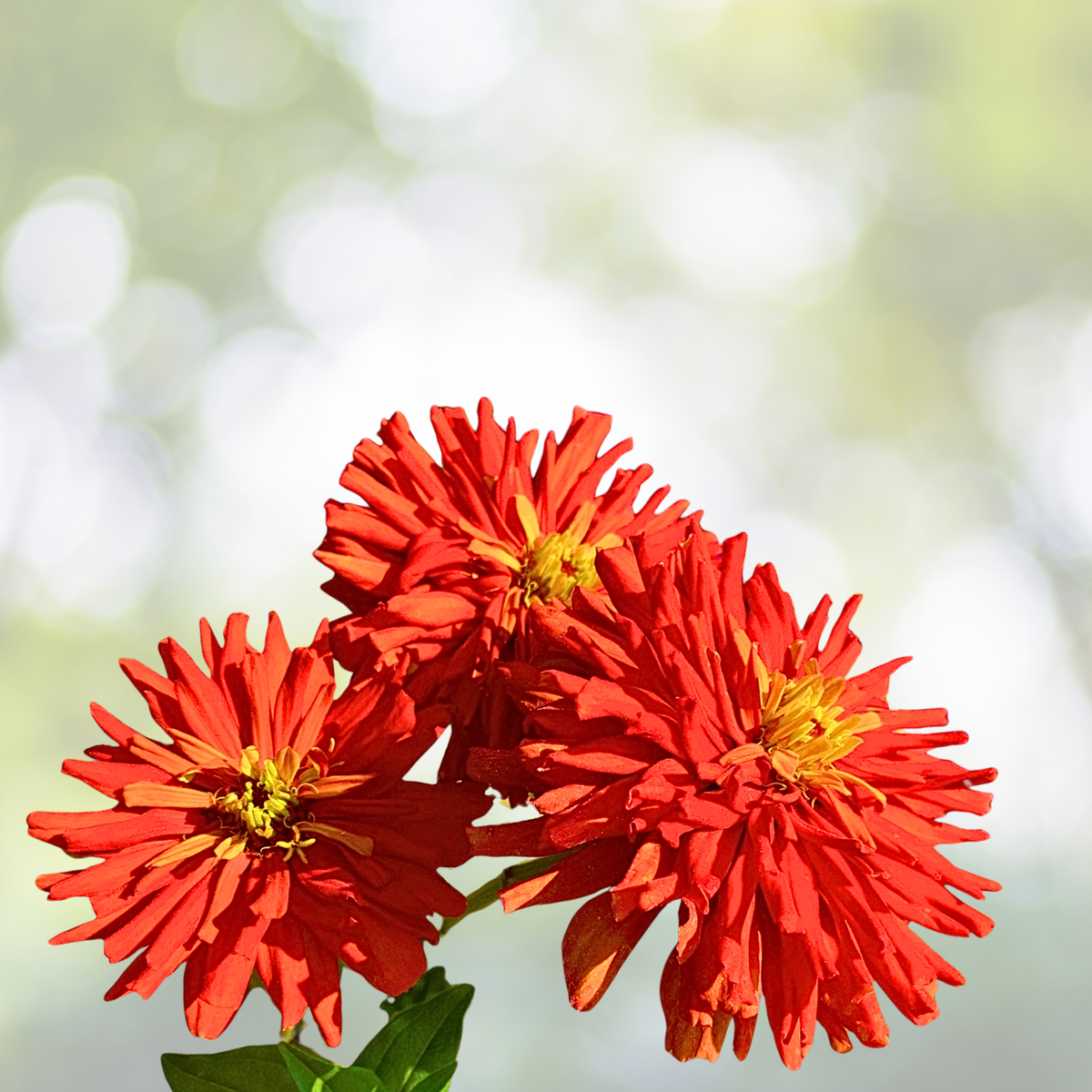 Zinnia Seeds - 100 Non-GMO Seeds - Red Cactus Giant - Zinnia elegans - Huge 4-5" Blooms for Cut Flowers