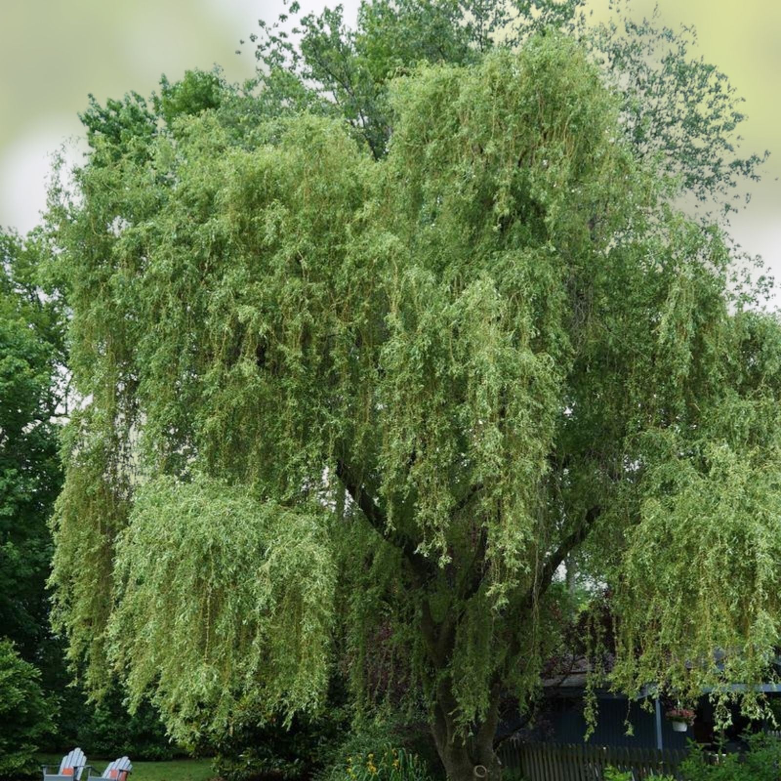 Corkscrew Willow Tree Cuttings Set of 10 - Salix matsudana - Decorative Garden Plant Propagules - Unrooted Branches