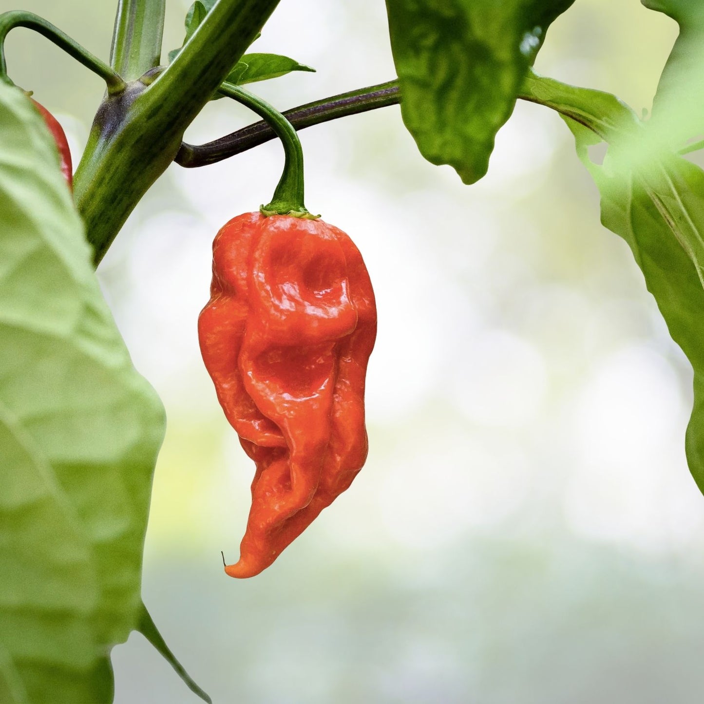 Ghost Pepper Seeds - 50+ Seeds - Bhut Jolokia - Over 1 Million Scoville - Hot Pepper Seeds