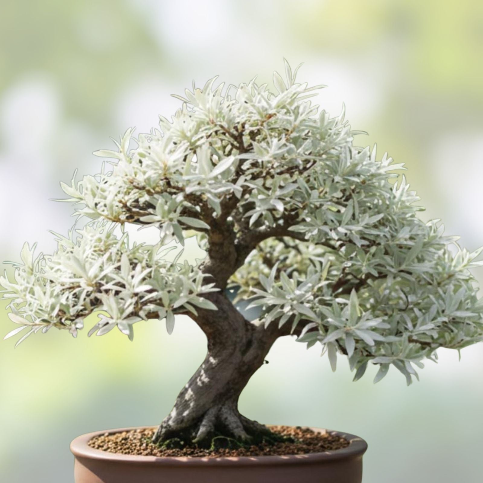 Flowering Dogwood Bonsai Tree Seeds - 20 Count - Cornus florida - Native Plant, Indoor Gardening, Bonsai Cultivation, Flowering Tree