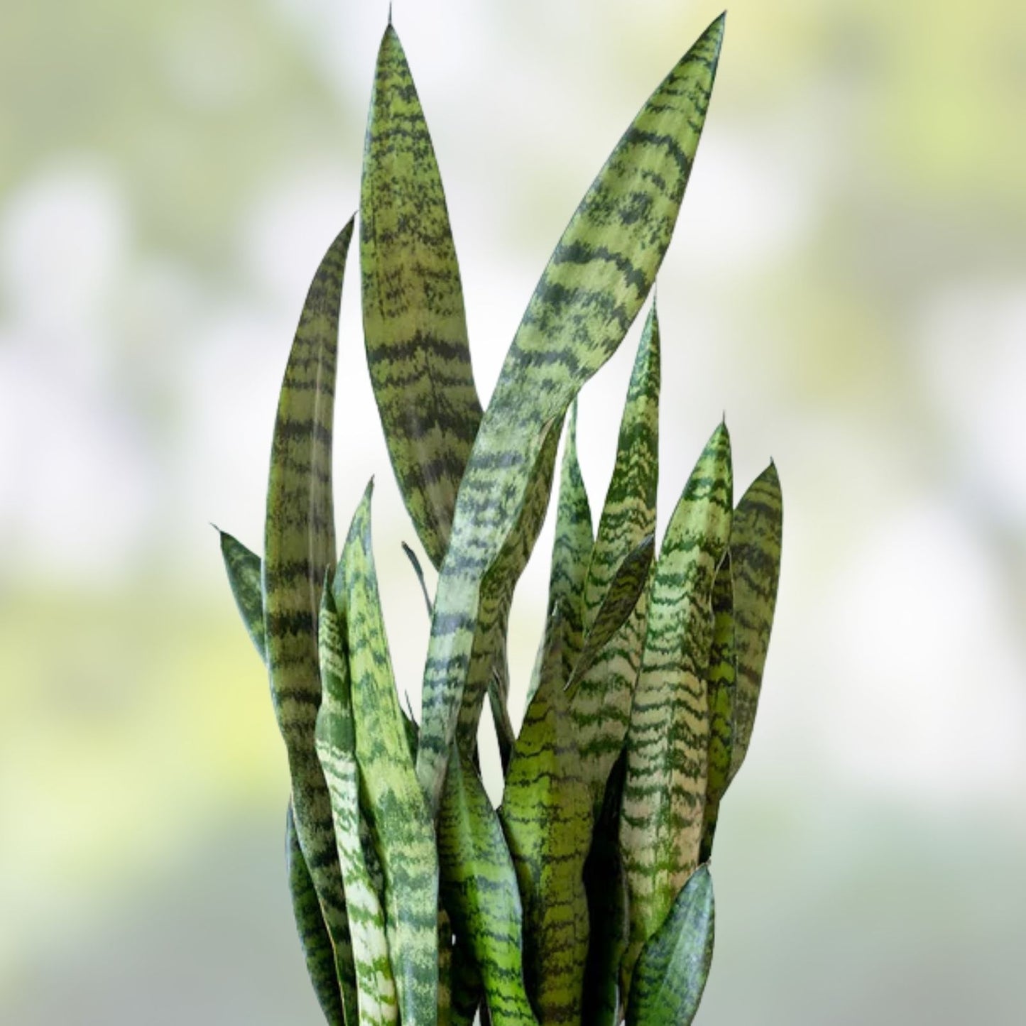 16 Snake Plant Cuttings 6-12" Sansevieria Zeylanica Indoor Air-Purifying Houseplant