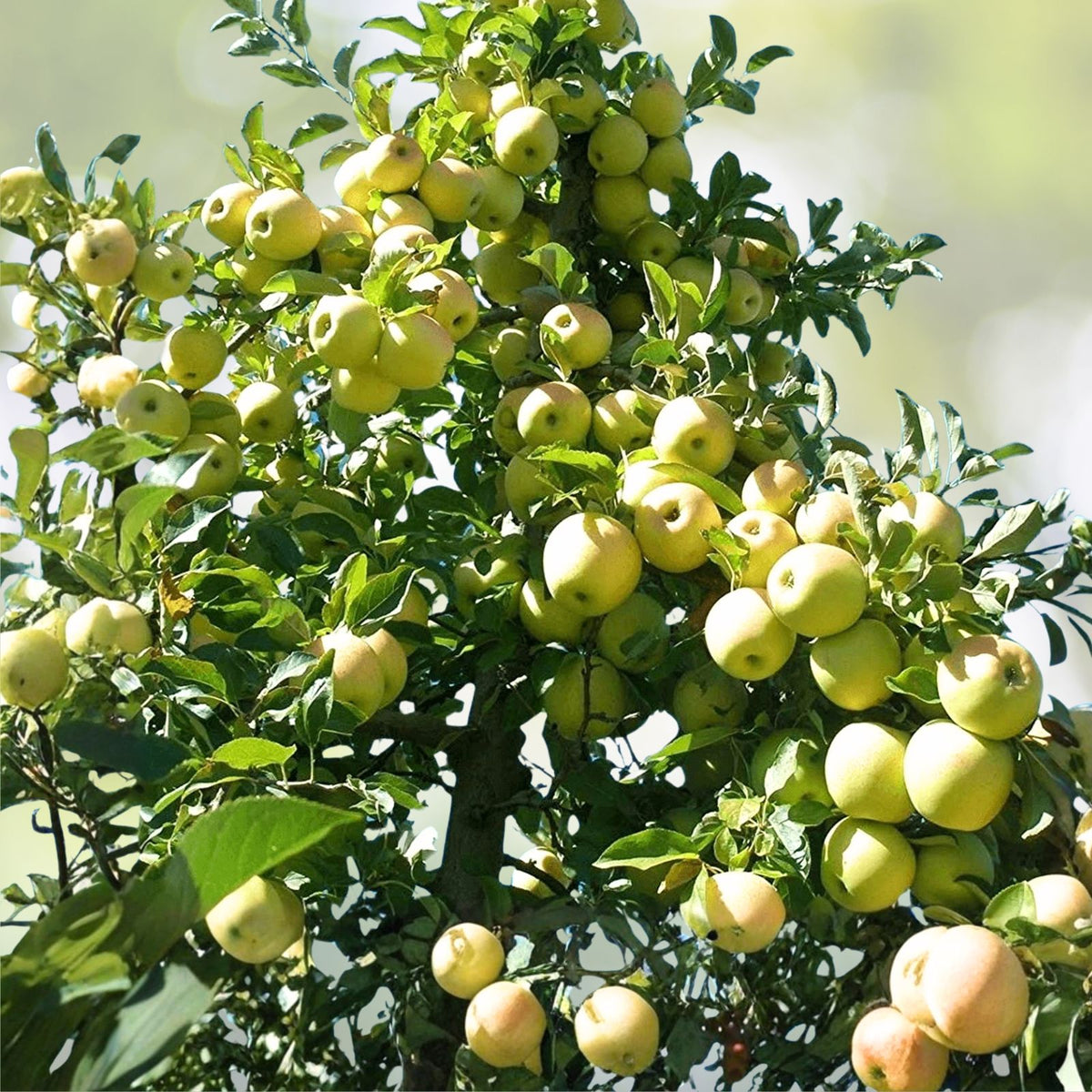 Golden Delicious Apple Tree Scions   6+1 Organic Cuttings, Unrooted, Zones 5 8, Malus domestica