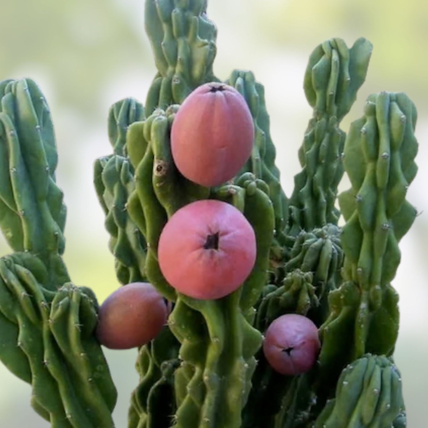 Cereus Peruvianus Seeds 100 Pack - Peruvian Apple Cactus Rare Succulent Planting Seeds