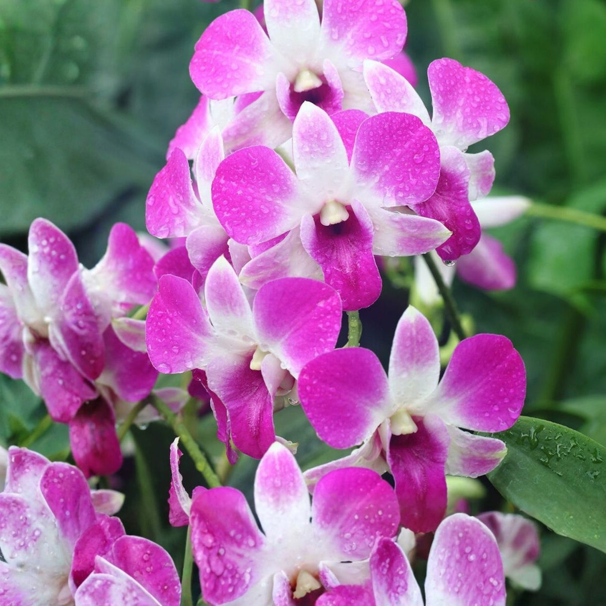 Dendrobium Orchid Plant - Airy Blue Variety - White Flowers with Yellow Lip - Dendrobium Caesar - Tropical Houseplant