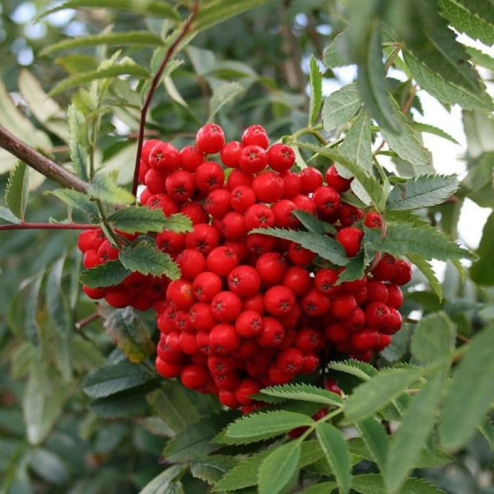 Sorbus Aucuparia Seeds - European Mountain Ash Dwarf Shrub 50 Pack - CHUXAY GARDEN