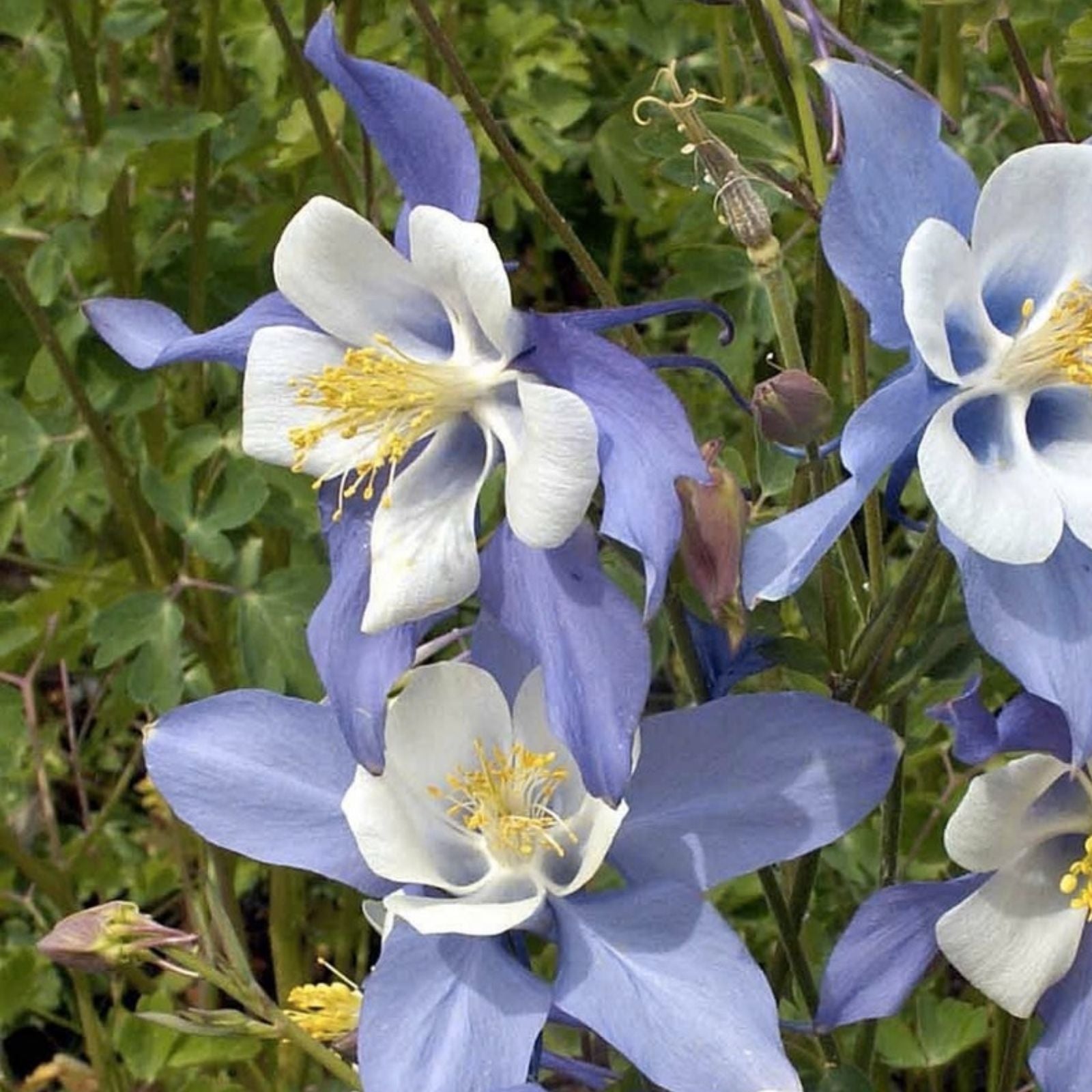 Blue Colorado Columbine Flower Seeds, 1,000+ Non-GMO Aquilegia coerulea Perennial Garden Seeds