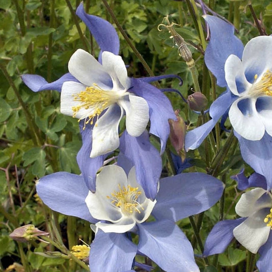 Blue Colorado Columbine Flower Seeds, 1,000+ Non-GMO Aquilegia coerulea Perennial Garden Seeds