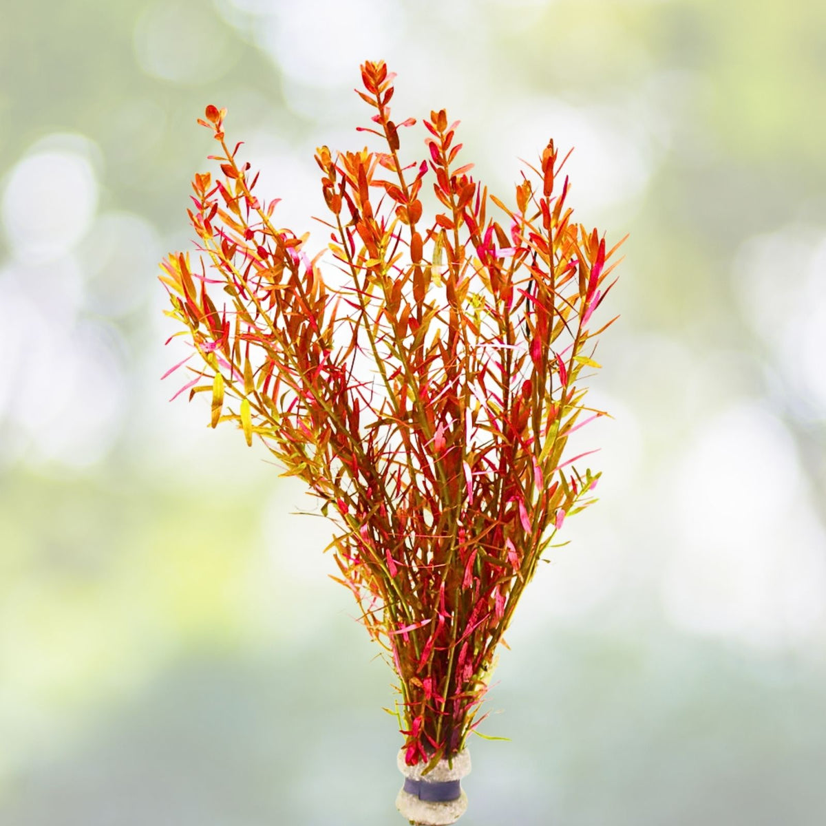 Rotala Vietnam H'Ra Bundle - Live Aquatic Plant for Aquarium or Pond - Easy Care, Lush Green Growth - Rotala rotundifolia