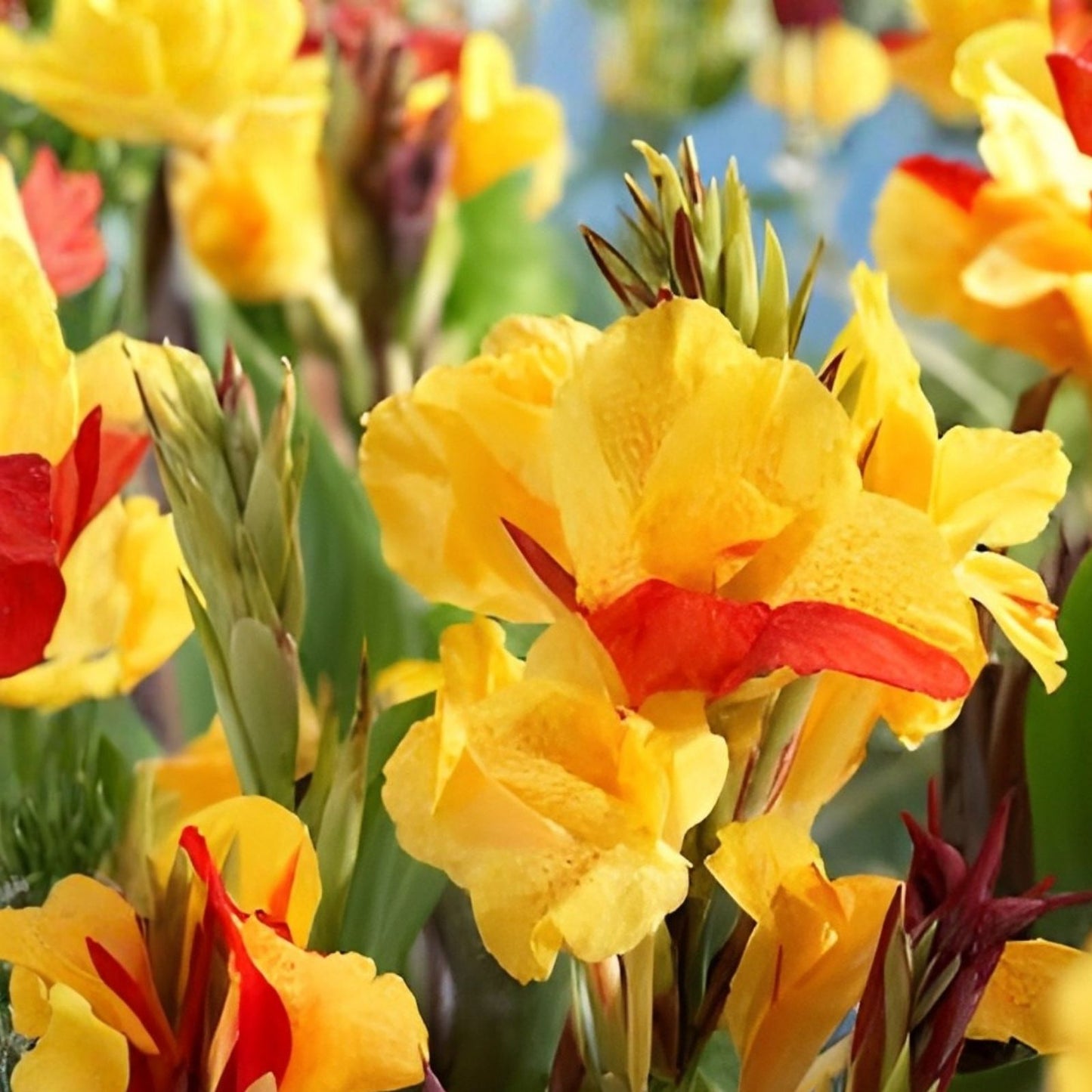 Large Canna Lily Bulbs – Yellow Canna indica Tropical Flowering Plants for Gardens