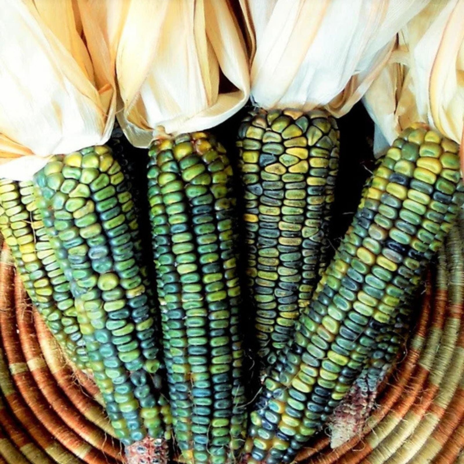 Oaxacan Green Indian Corn Seeds – 25+ Green Kernel Zea mays Native American Corn Seed Collection
