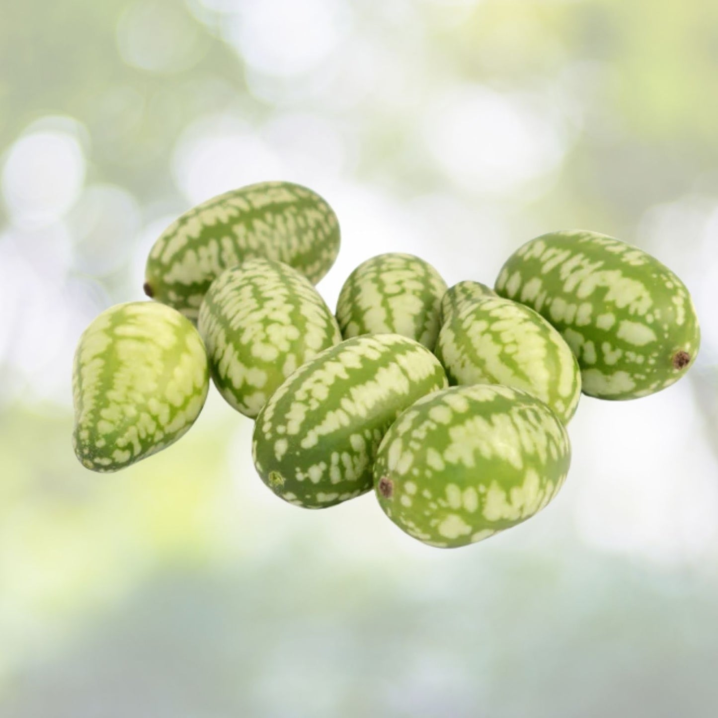 Cucamelon Seeds - 30 Sour Gherkin Seeds - Melothria Scabra - Rare Mini Mouse Melon Variety