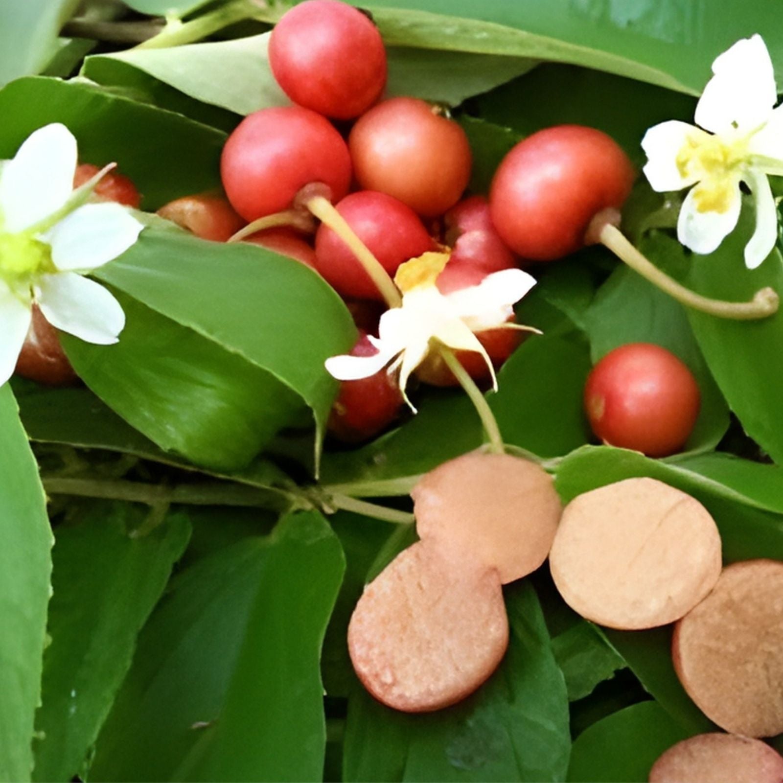 Jamaican Cherry Tree Seeds 30 Pack - Prunus Jamaica Tropical Fruit Tree Seeds for Home Gardening