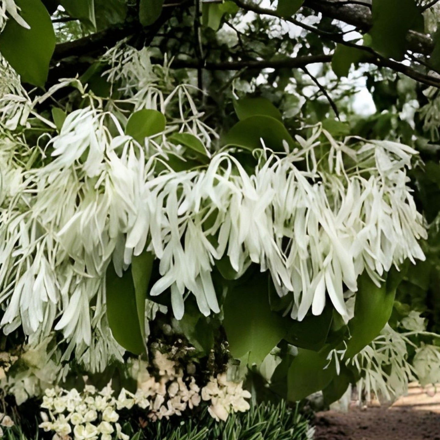White Fringe Tree Seeds 30 Pack – Chionanthus virginicus Old M Variety for Planting and Gardening