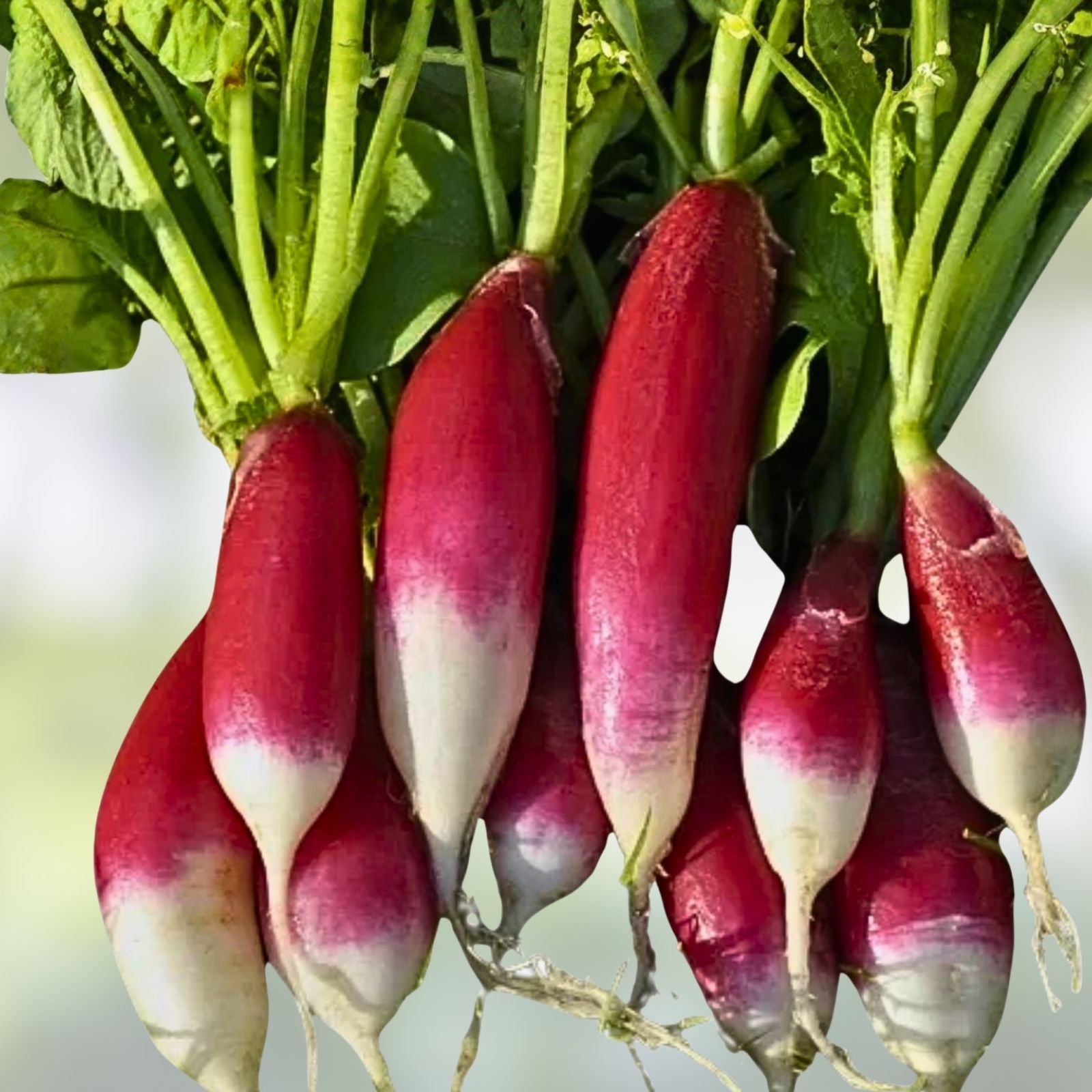 French Breakfast Radish Seeds - 1000 Heirloom Non-GMO Vegetable Seeds - Fast-Growing Raphanus sativus