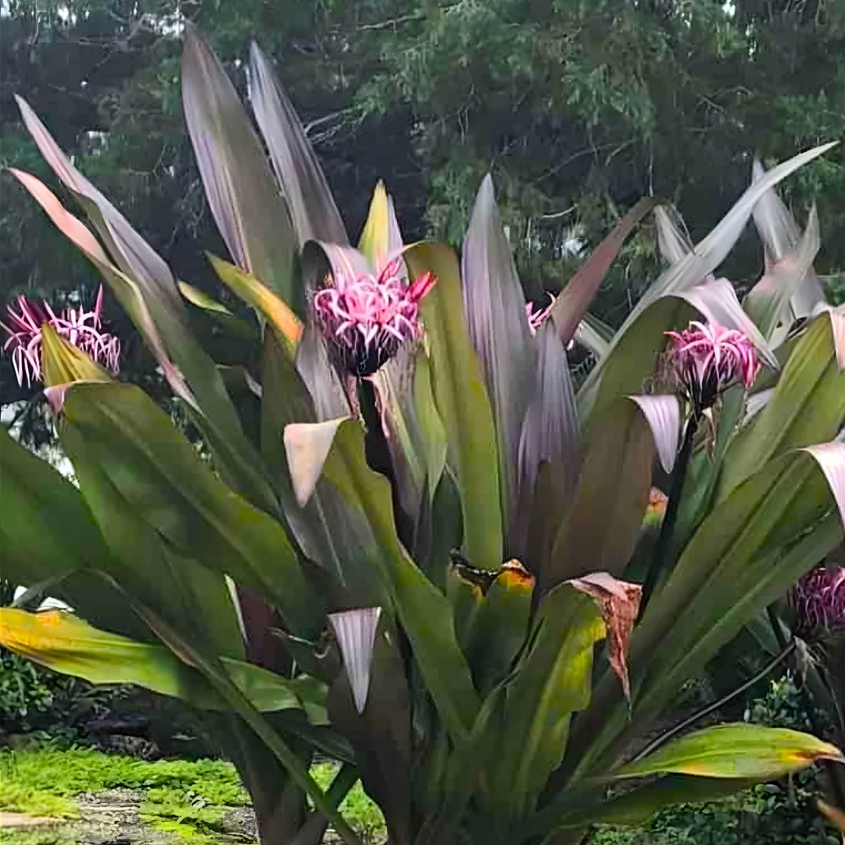 Lot of 2 Queen Emma Crinum Lilies - Medium Size Rare Houseplants - Crinum procerum var. splendens 'Queen Emma'