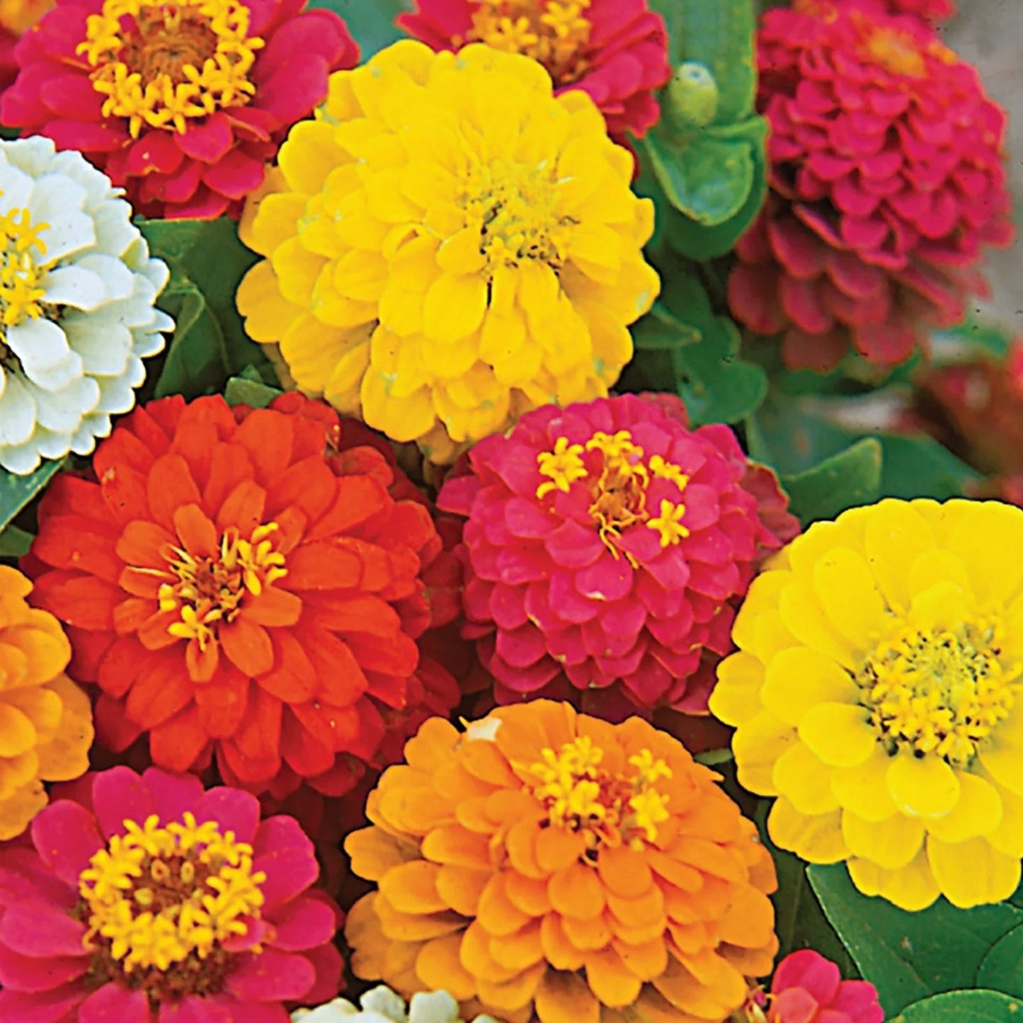 Zinnia Seeds for Planting - Meteor Shower Mix, 100 Seeds, Colorful Annual Flowers, Zinnia elegans