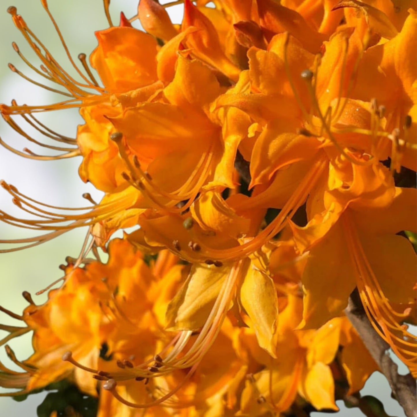 Aromi Azalea Starter Plant - Mauvila Gold - Rhododendron Deciduous - Small Shrub for Garden and Landscaping
