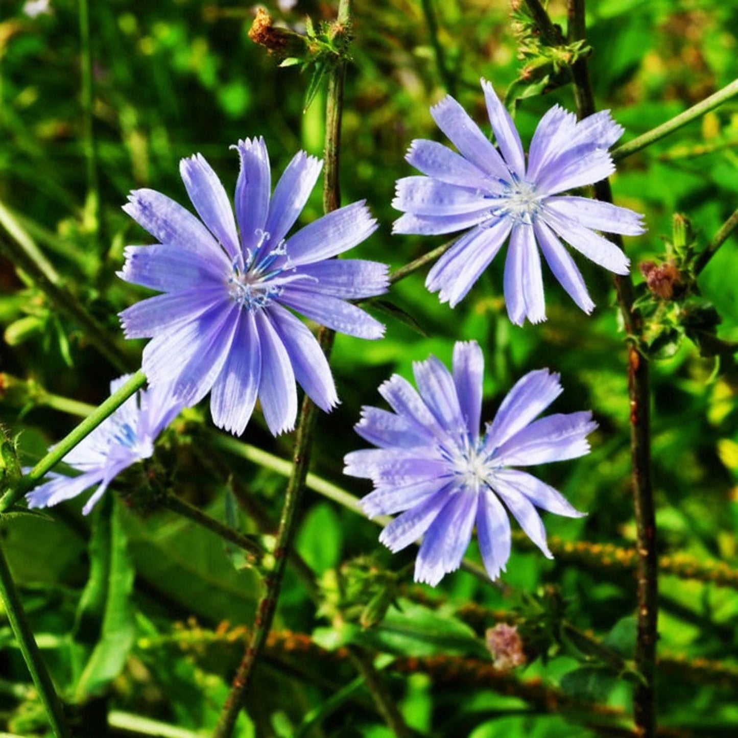 Chickroy Wildflower Seeds 1,000 Pack - Native Flower Seeds for Pollinator Gardens and Wildflower Planting
